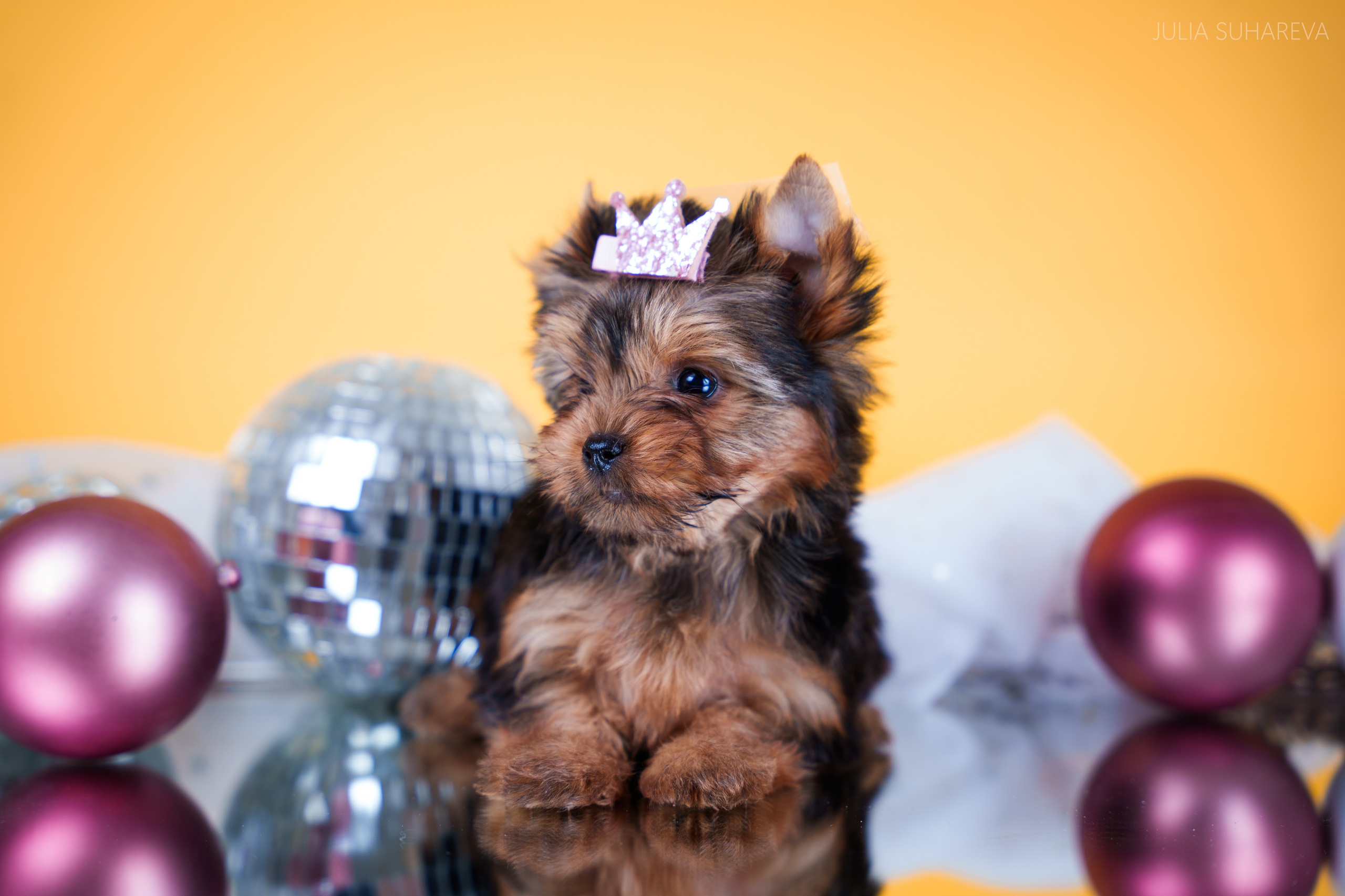 Йоркширский терьер (домашняя съемка). Главная