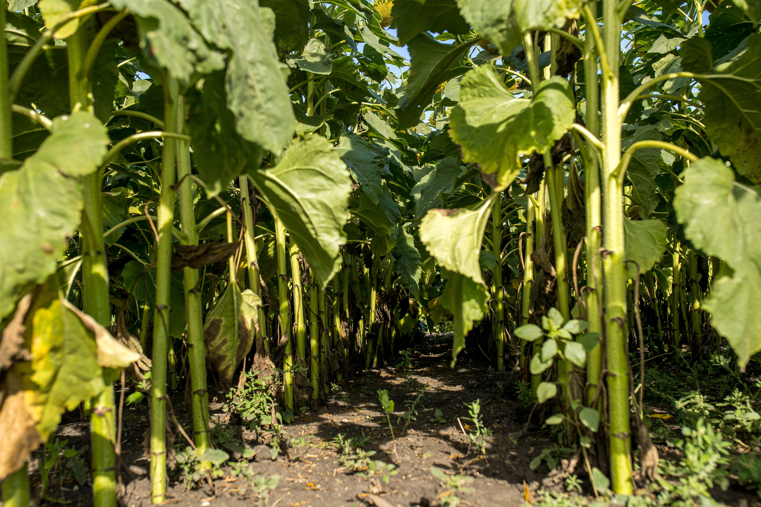 Решения для сельского хозяйства BASF 16.08.2022. Владислав Волков | Фотография и видеосъемка в Воронеже