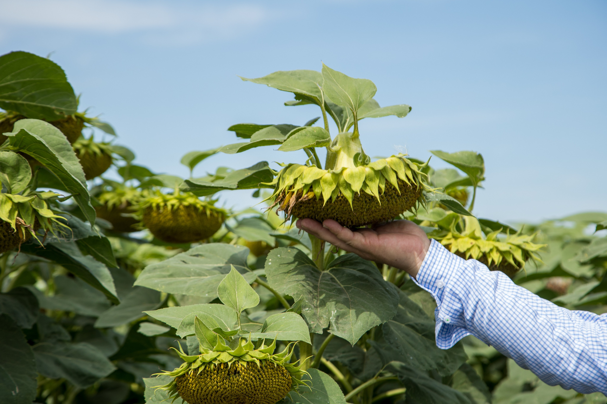 Решения для сельского хозяйства BASF 16.08.2022. Владислав Волков | Фотография и видеосъемка в Воронеже