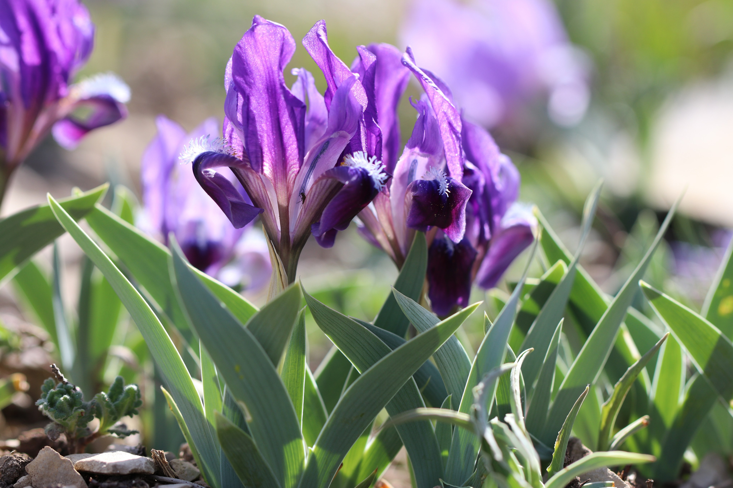Крым. ЮБК (Бахчисарай, Кастрополь, Таракташская тропа). Май 2021. Путешественник-фотограф из Санкт-Петербурга Татьяна Свистулина