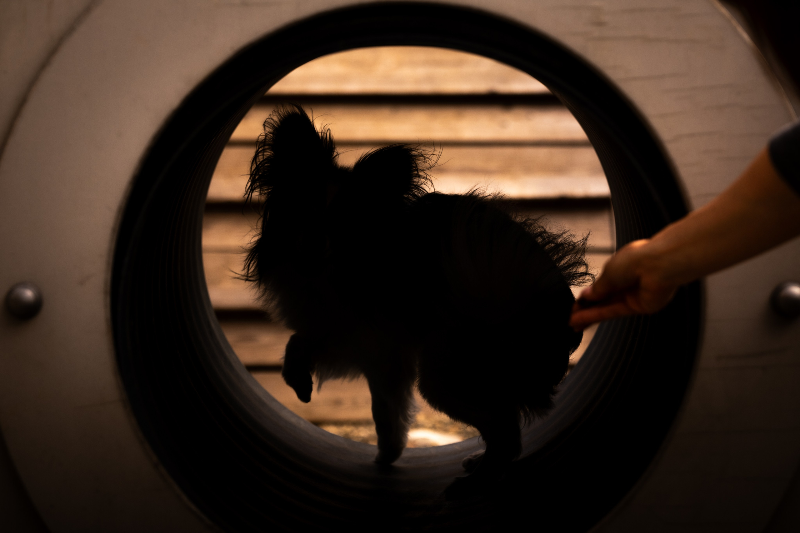 Элегантная папильон для Натальи!. Зоофотограф, фотограф животных в Москве и области Дина Дамоцева