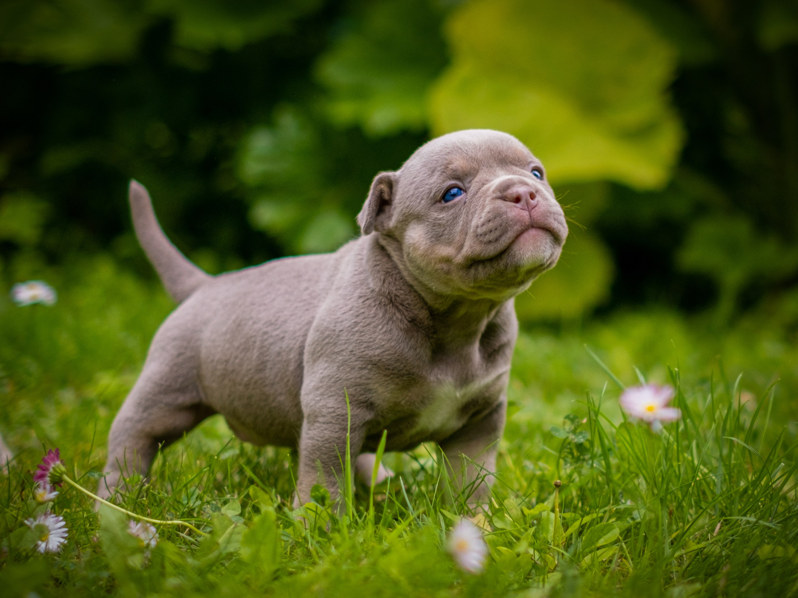 Американские булли для Ирины. Зоофотограф, фотограф животных в Москве и области Дина Дамоцева