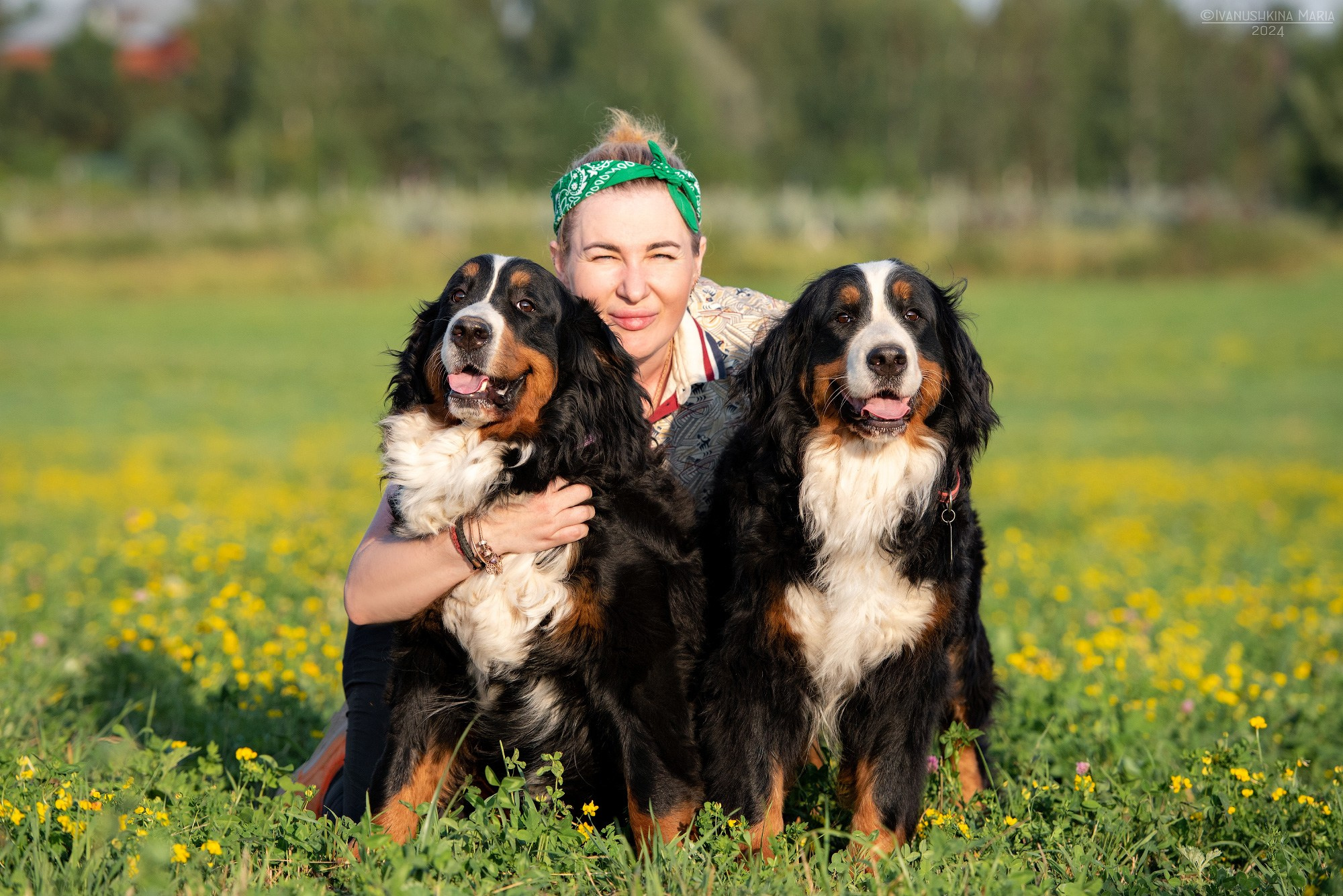 бернские зенненхунды