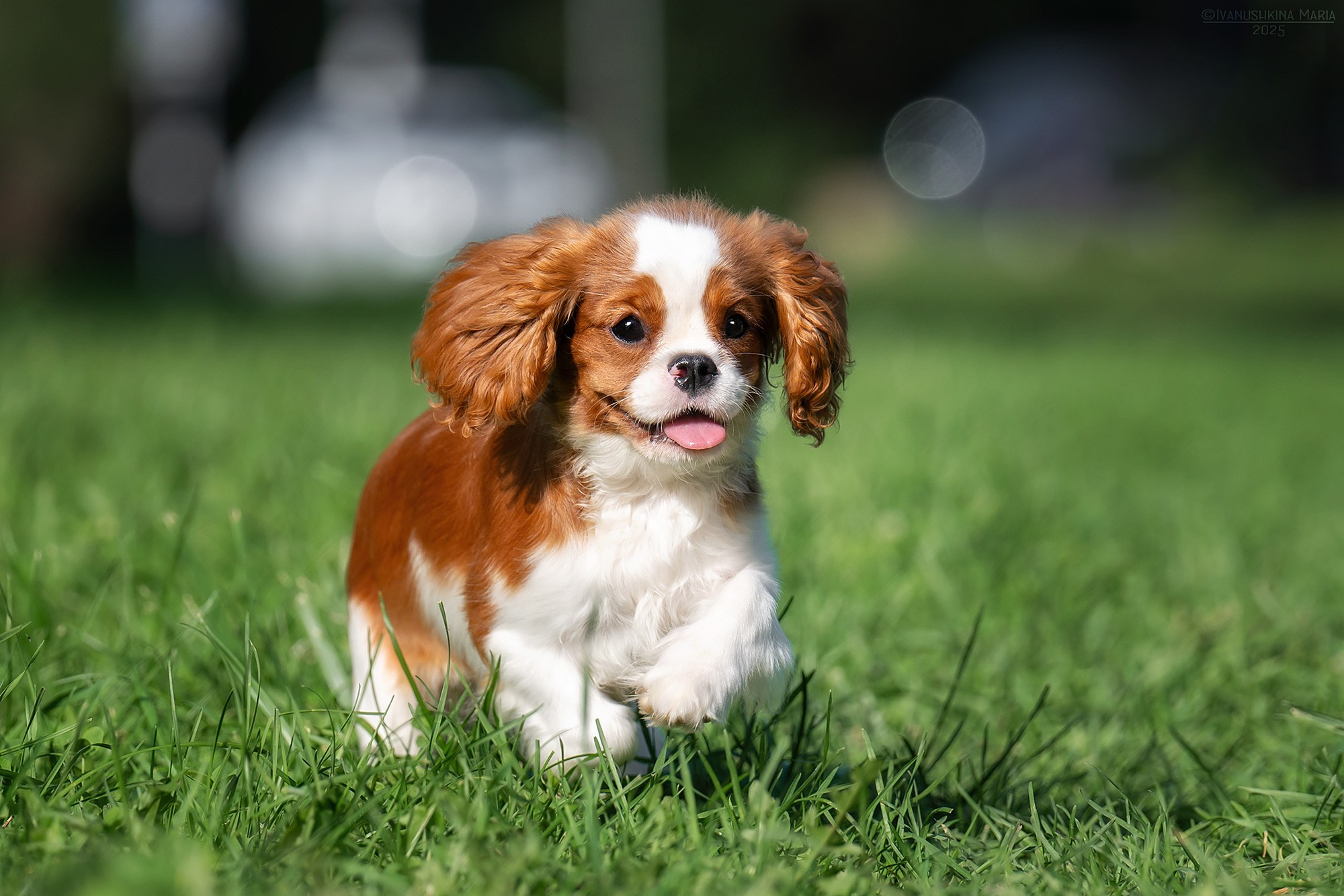 Фотосессия щенков на продажу. Фотограф собак в Москве и Московской области Иванушкина Мария
