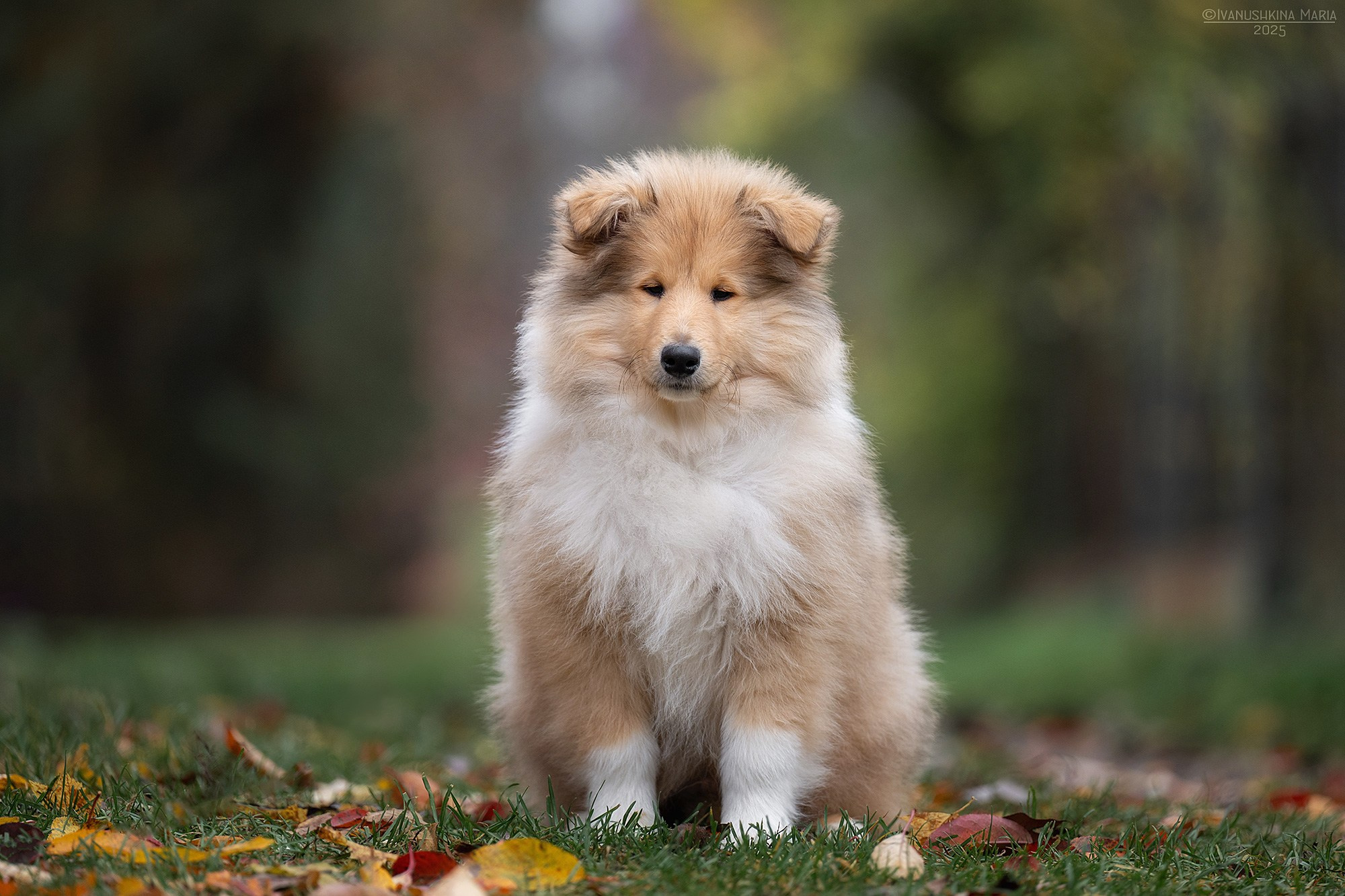 Фотосессия щенков на продажу. Фотограф собак в Москве и Московской области Иванушкина Мария