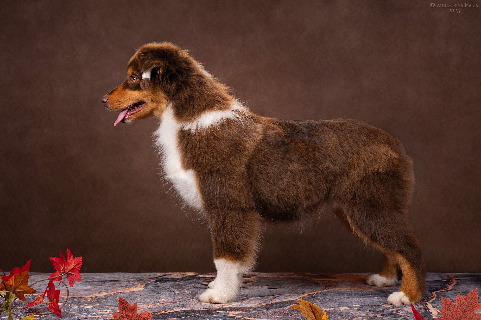 Экстерьерная фотосессия собаки. Фотограф собак в Москве и Московской области Иванушкина Мария