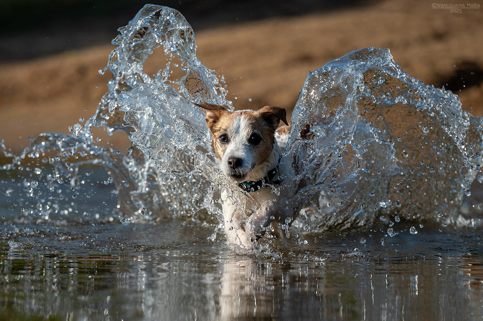 Фотограф-анималист. Фотограф собак в Москве и Московской области Иванушкина Мария