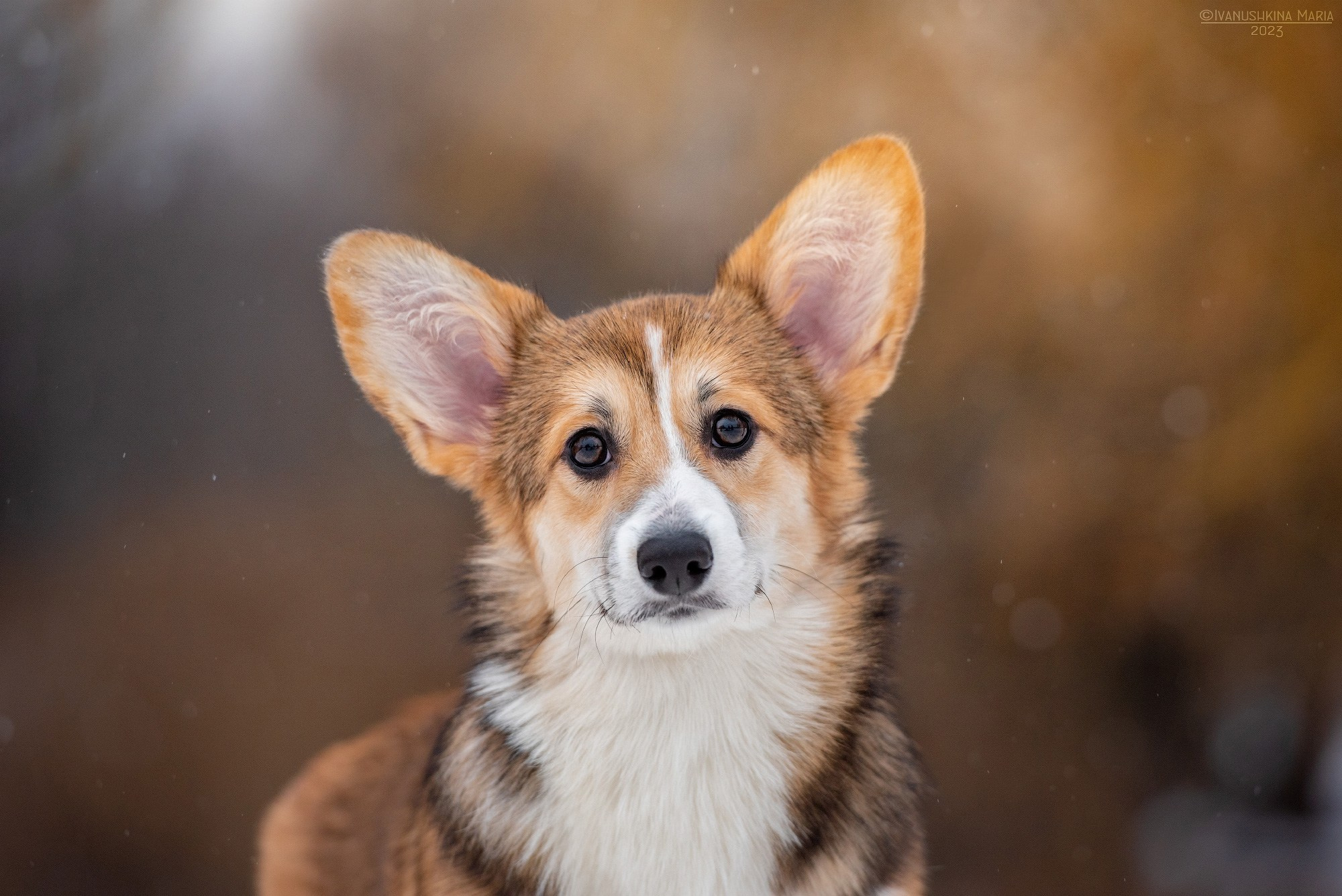 Фотосессия щенков на продажу. Фотограф собак в Москве и Московской области Иванушкина Мария