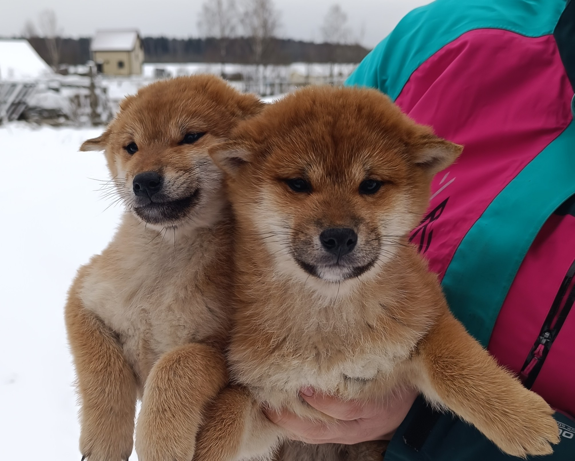 Помет E общий. AMERICAN AKITA RUBYLIGHT KENNEL I SHIBA-INU