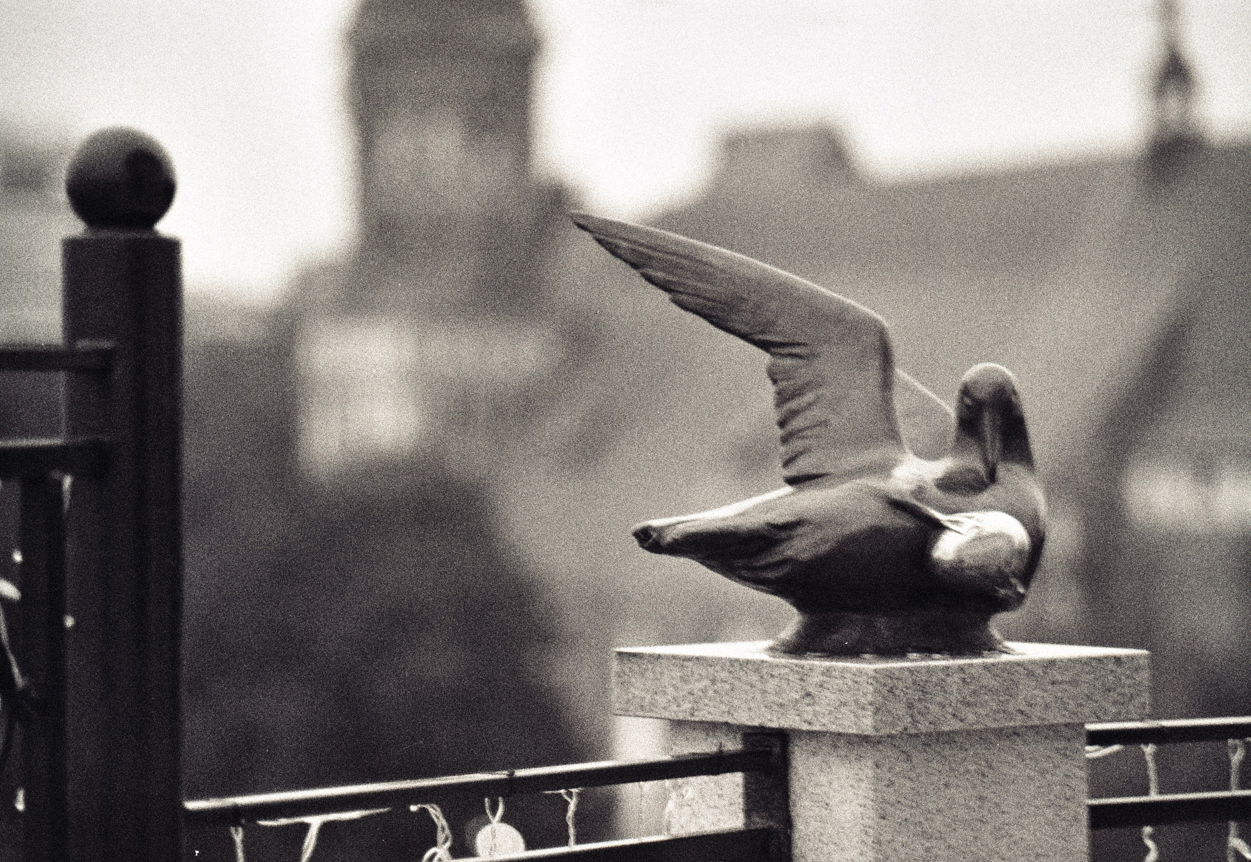 Other. Photographer in Kaliningrad