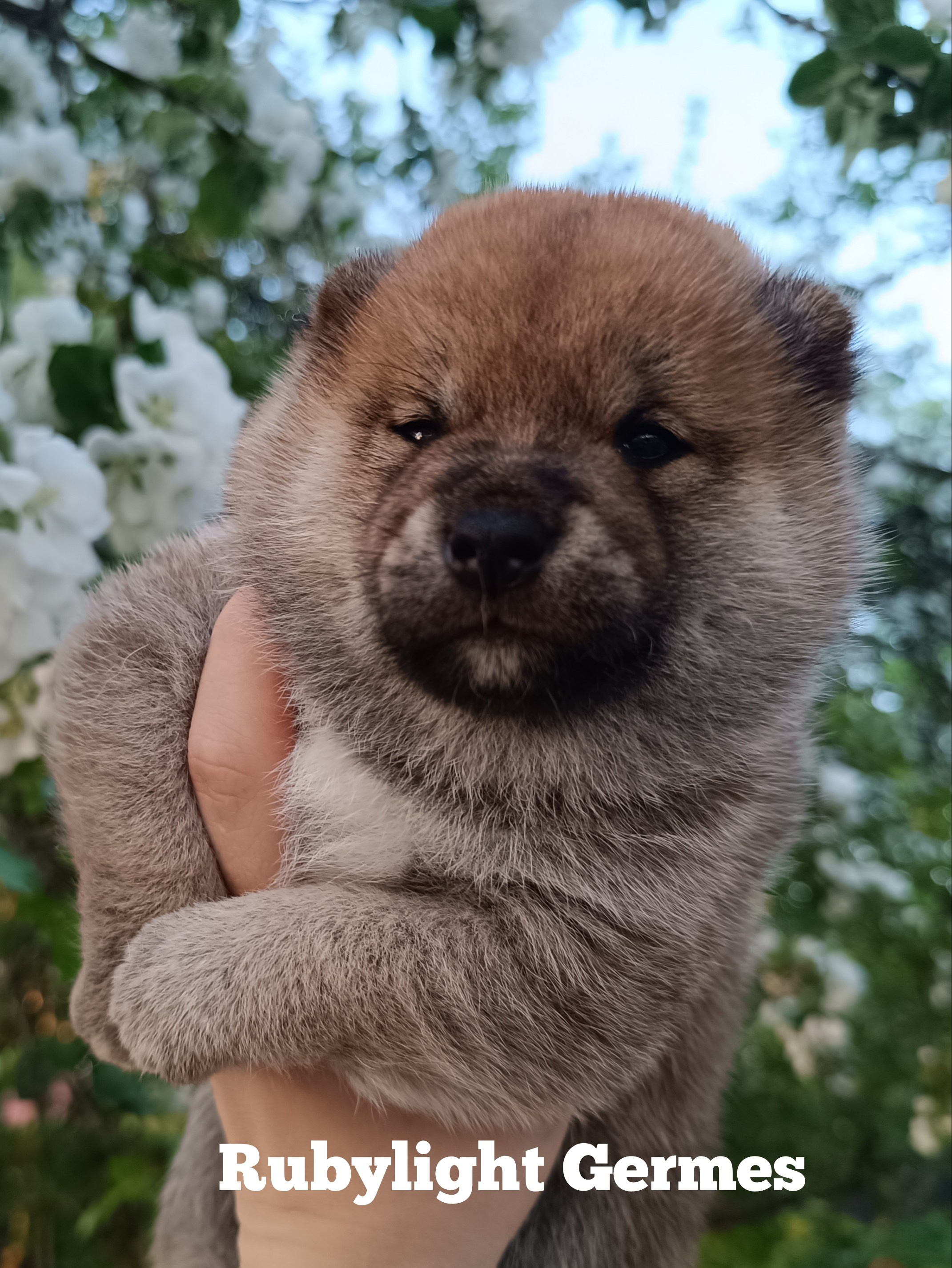 Сиба Rubylight Germes питомник Рубилайт