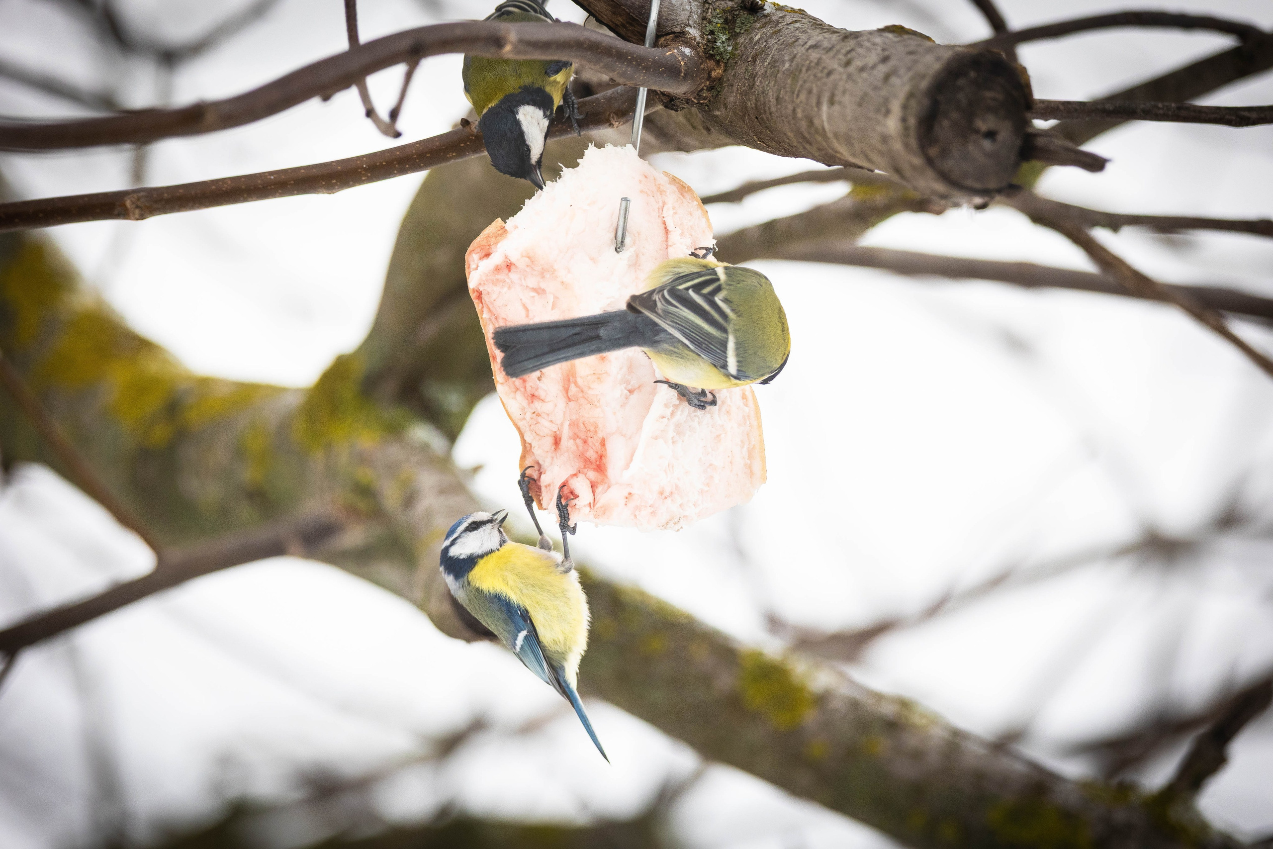 Дикий животный мир. Фотограф-АниМалист Анна Абрамова