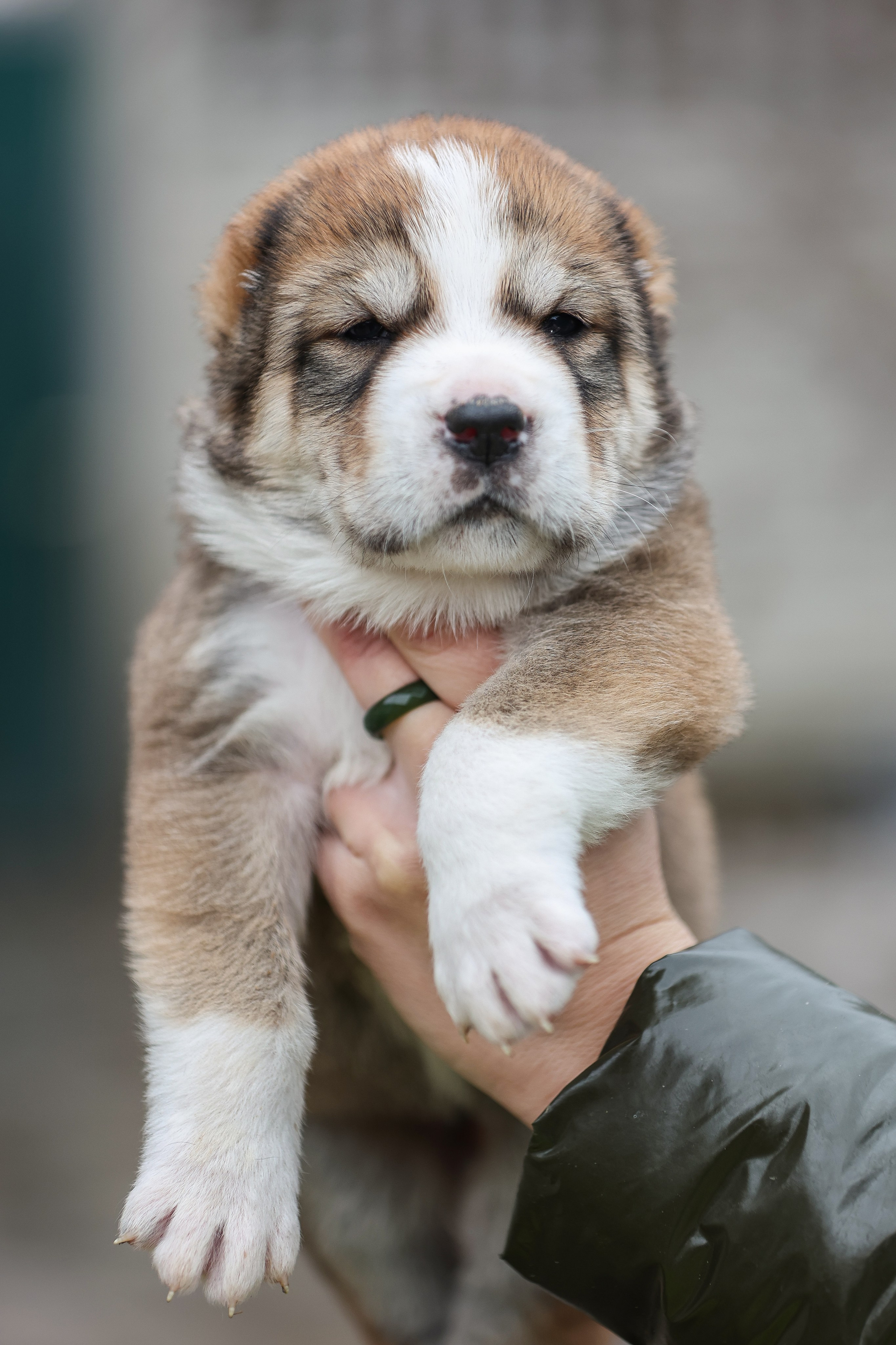 ФОТОССЕСИЯ ЩЕНКОВ. Фотограф-АниМалист Анна Абрамова