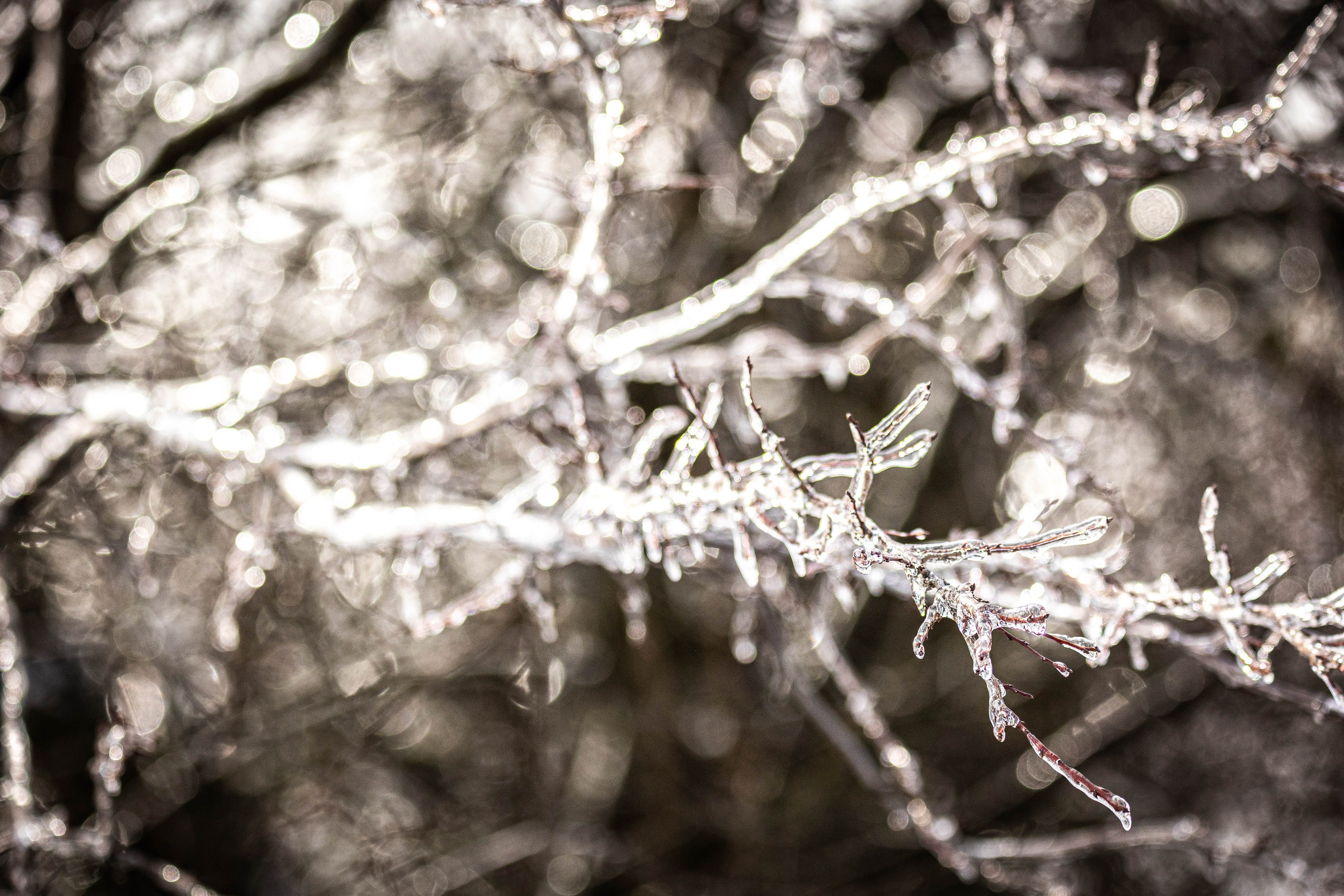 Дикий животный мир. Фотограф-АниМалист Анна Абрамова