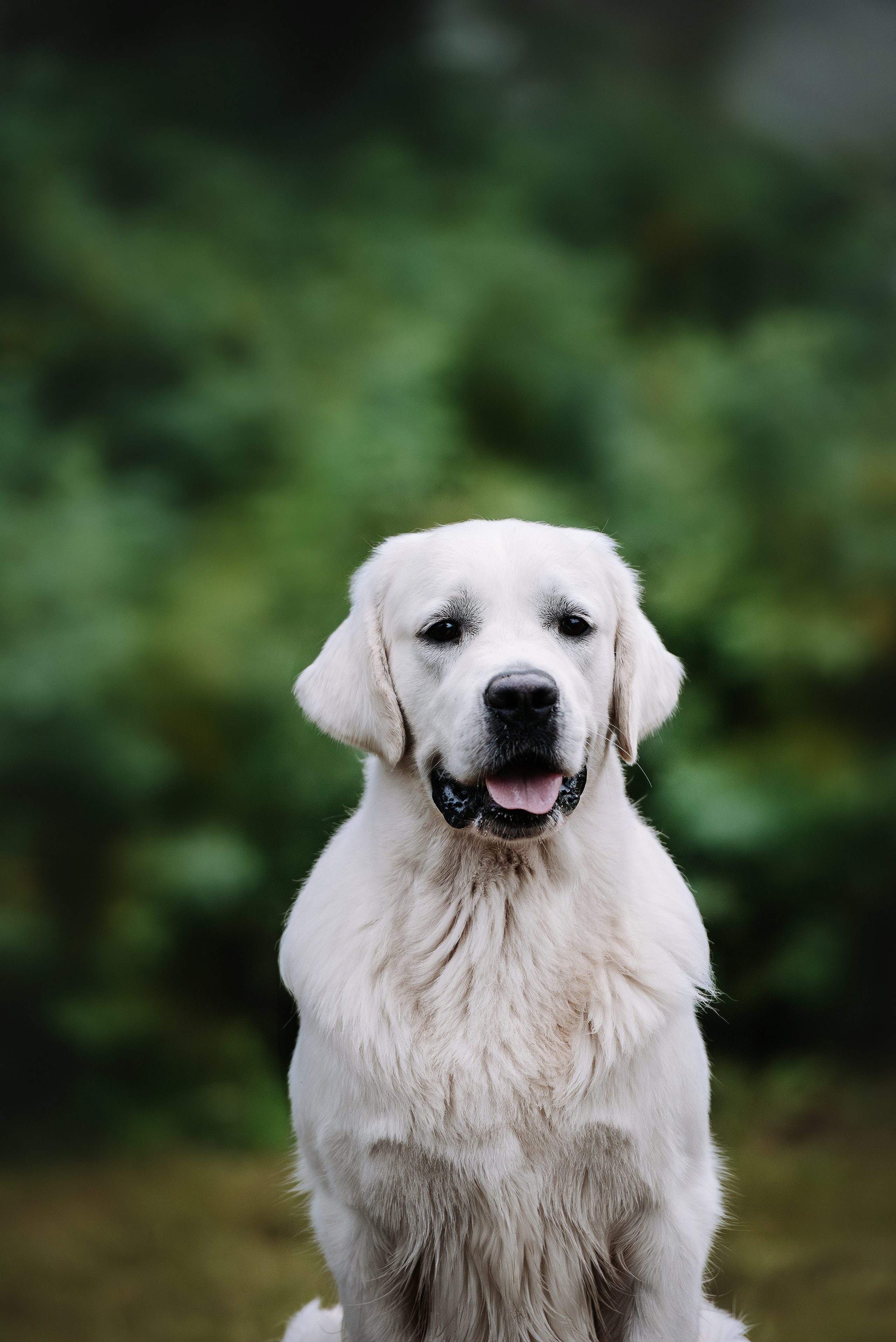 Собаки уличные. Фотограф Диана Оленина Красноярск / Братск
