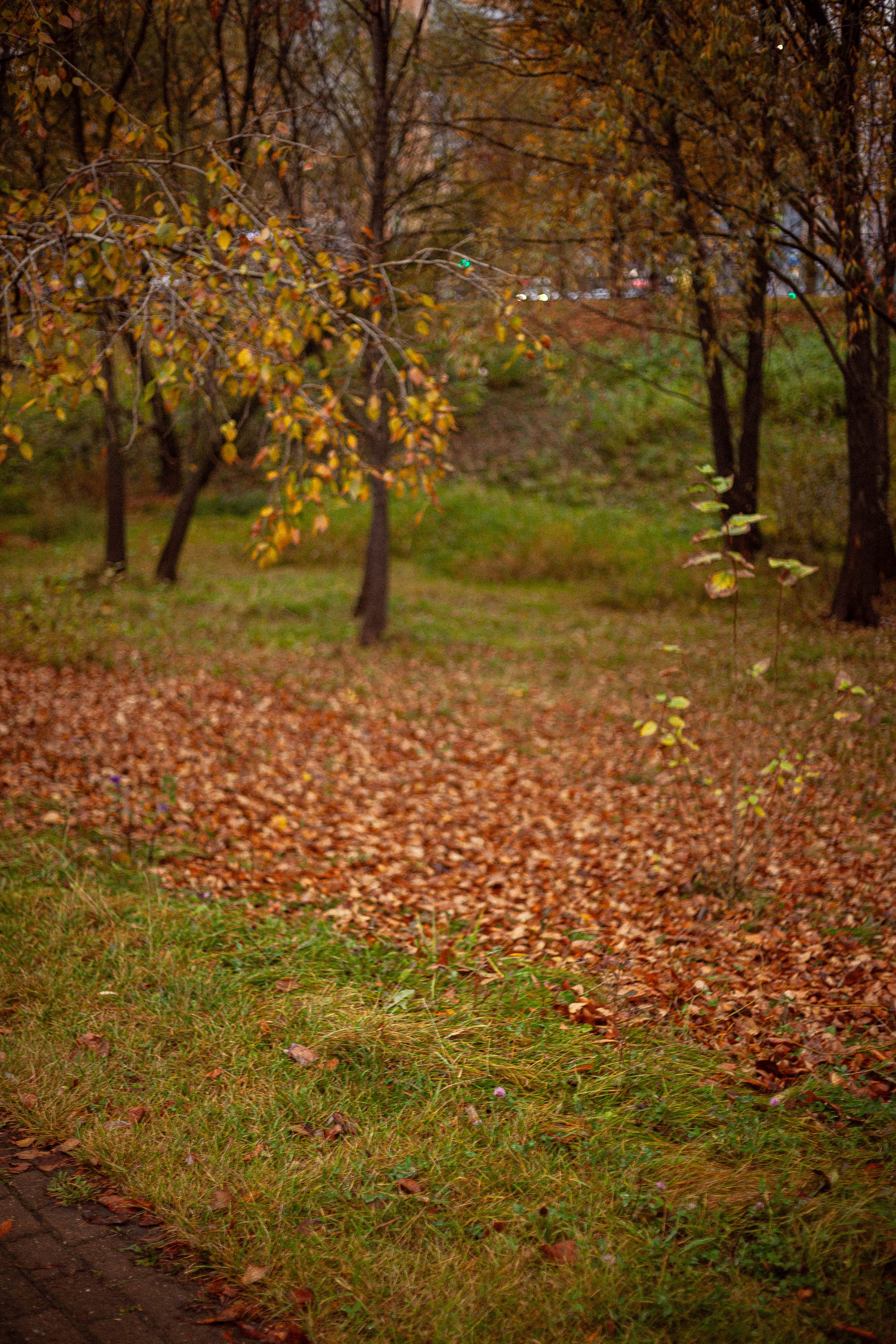 Осенняя серия. Фотограф в Москве. Екатерина Митина