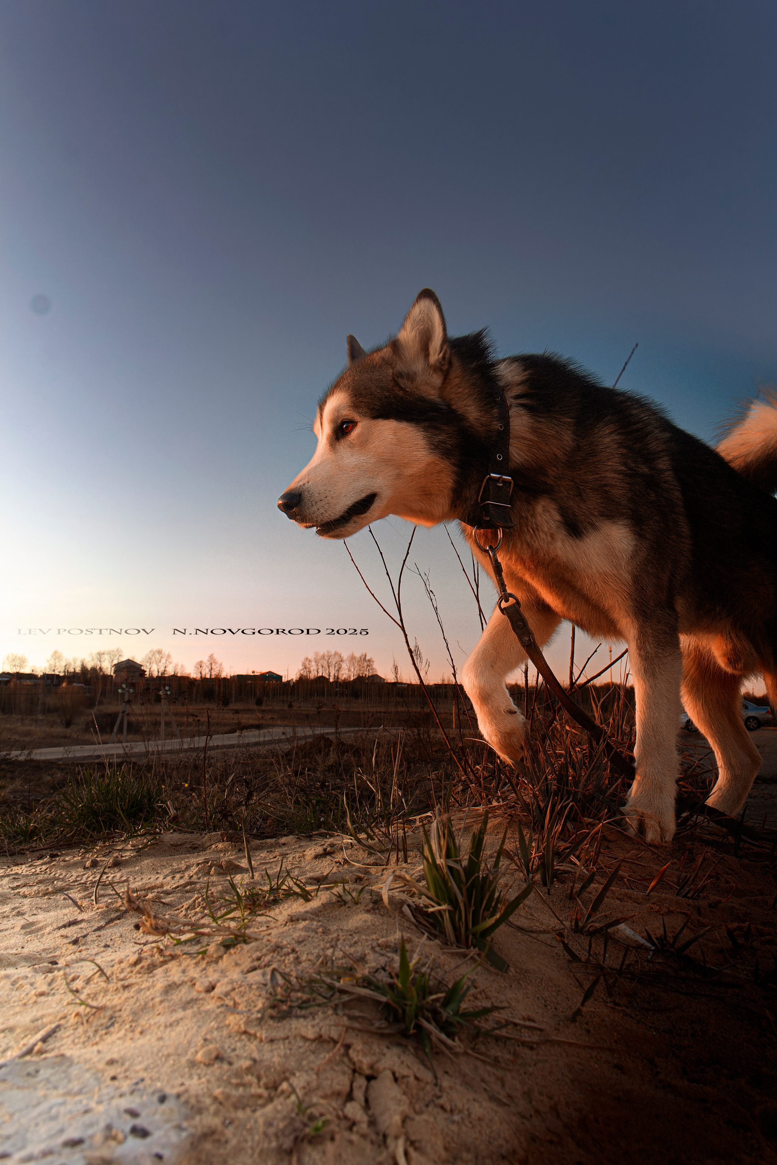 Мои маламуты.Ярик. Лев Постнов.Фотограф. Нижний Новгород