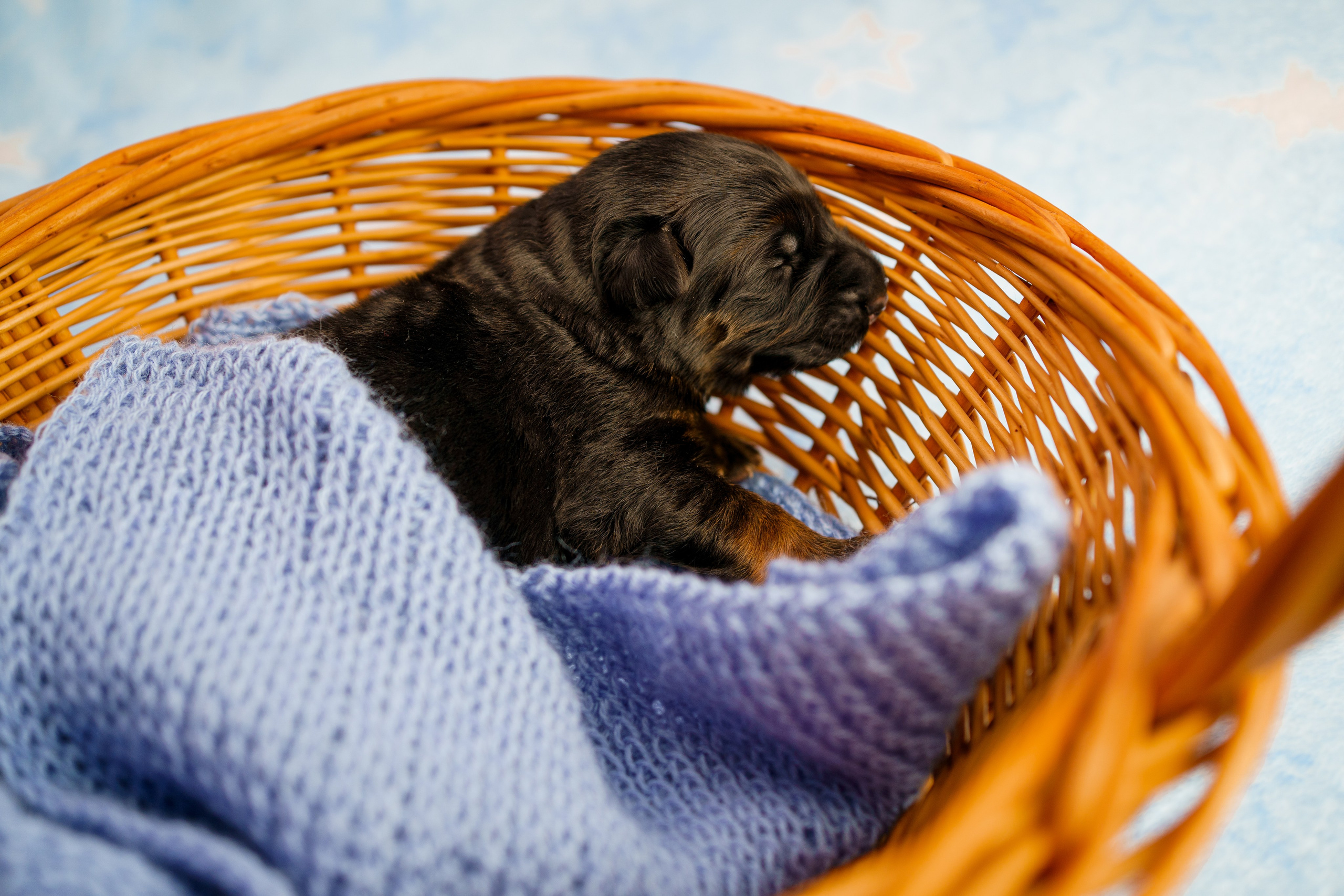 Новорожденные немецкие овчарки. Фотограф-анималист Анастасия Большакова