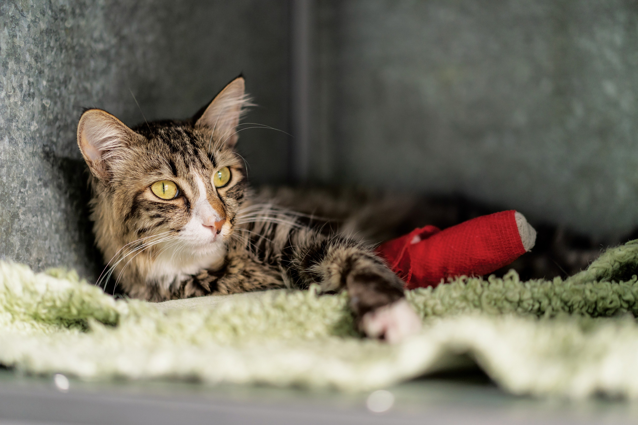 Vet clinic. Nina Petina