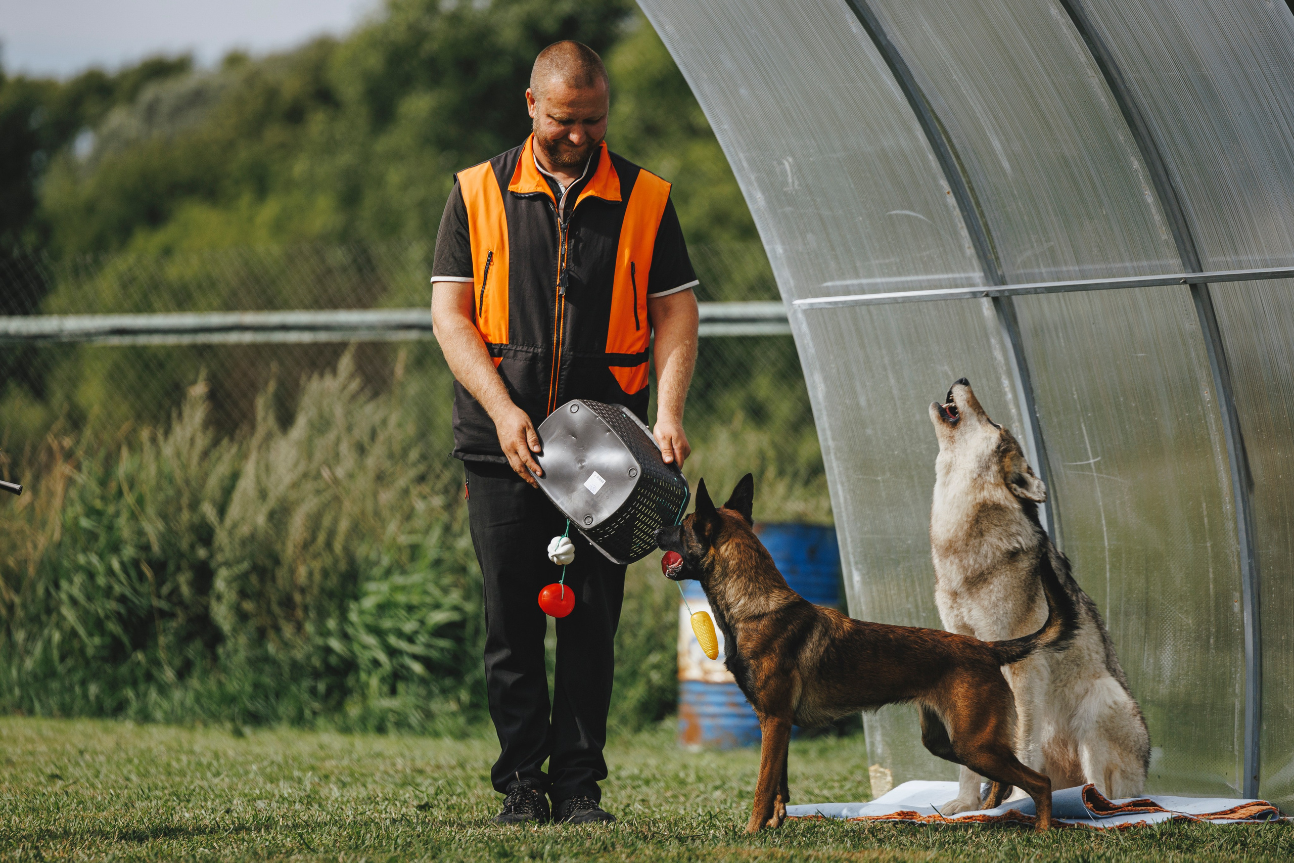 08.08.25-10.08.25 ЧР по мондьорингу г. Вологда. Фотограф-анималист Анна Маринич