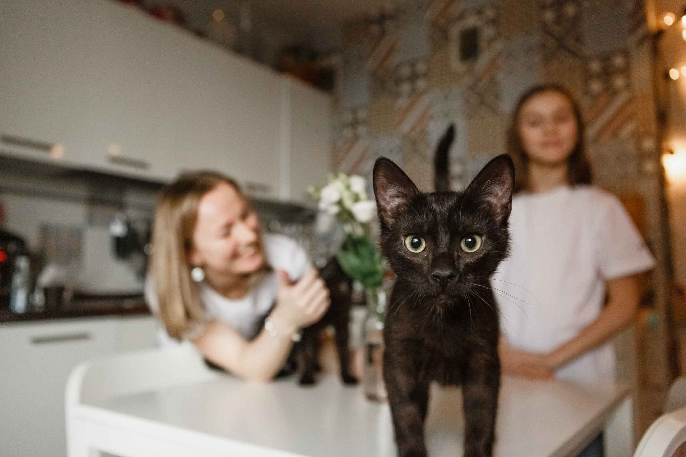 Аня, Соня, Марс и Венера🐱. Семейный и портретный фотограф в Санкт-Петербурге