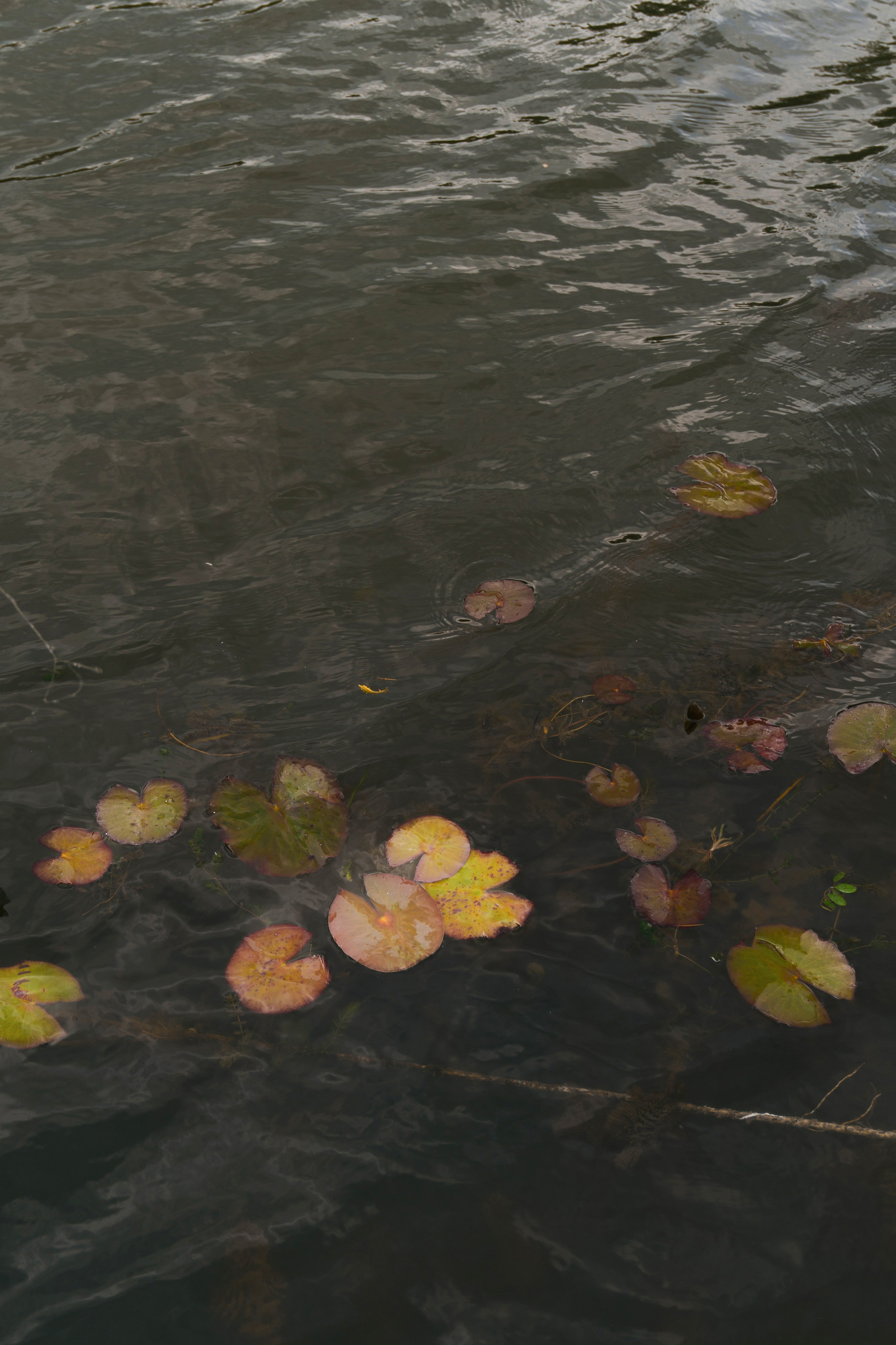 Свадебный вестник. Свадебный фотограф в Ростовe-на-Дону Анастасия Прутова