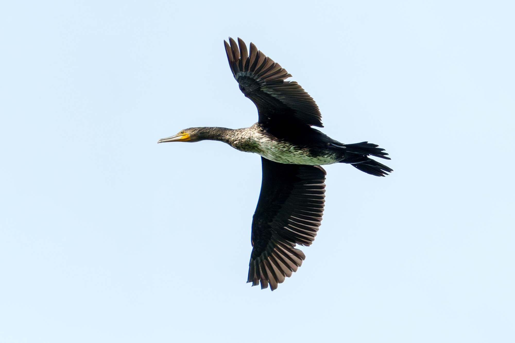 Удивительные мир птиц. Вокруг нас столько прекрасного — присмотритесь!. Ваш личный фотограф Марина Волкова