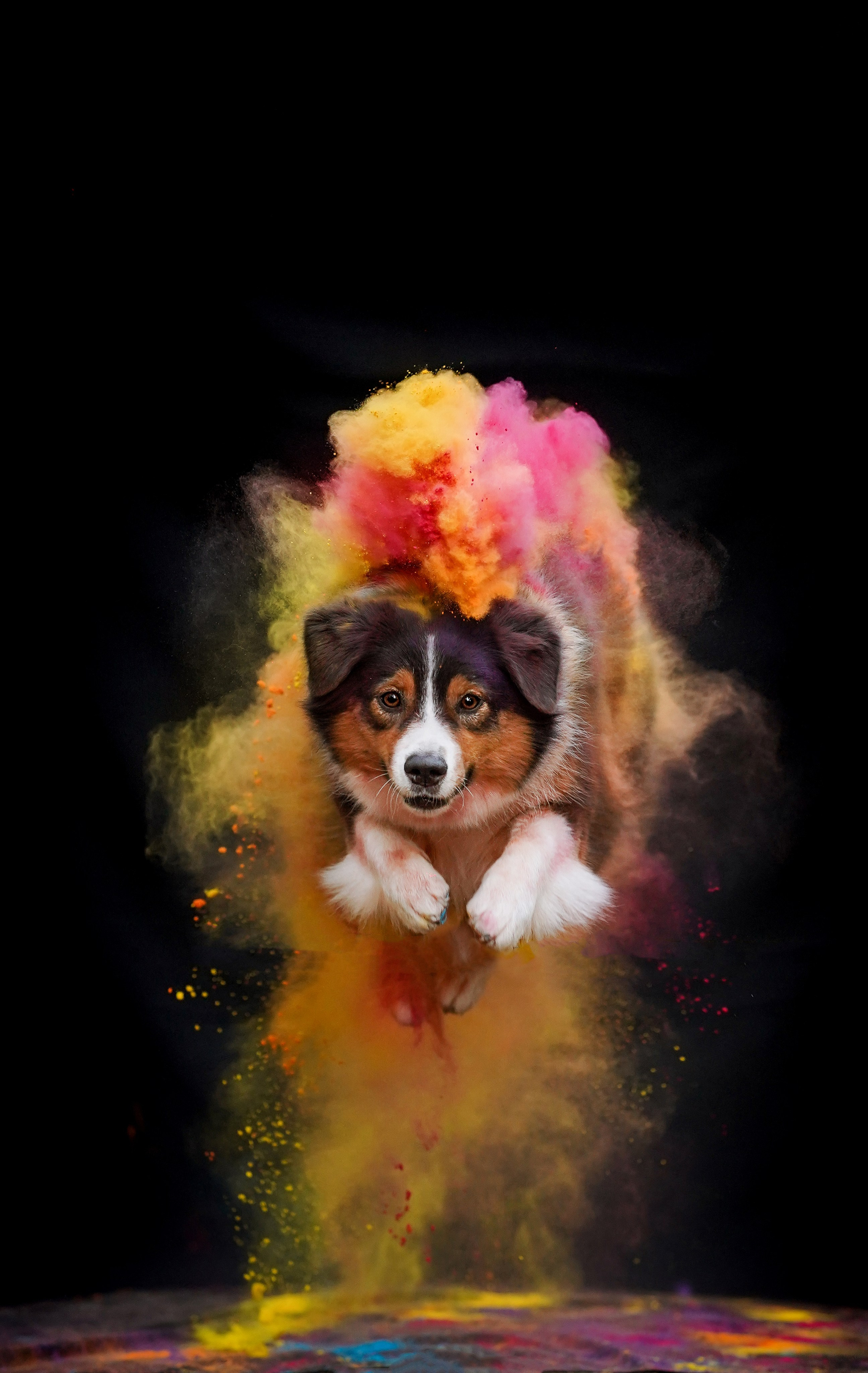 Съемка с красками холли. Фотограф-анималист в Санкт-Петербурге Яна Мартынова