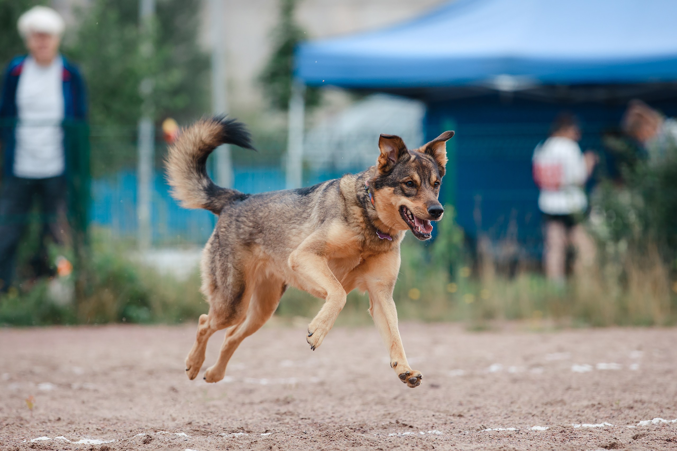 Питч&Гоу + веселые старты. Фотограф-анималист Mary Mart — Москва, Питер