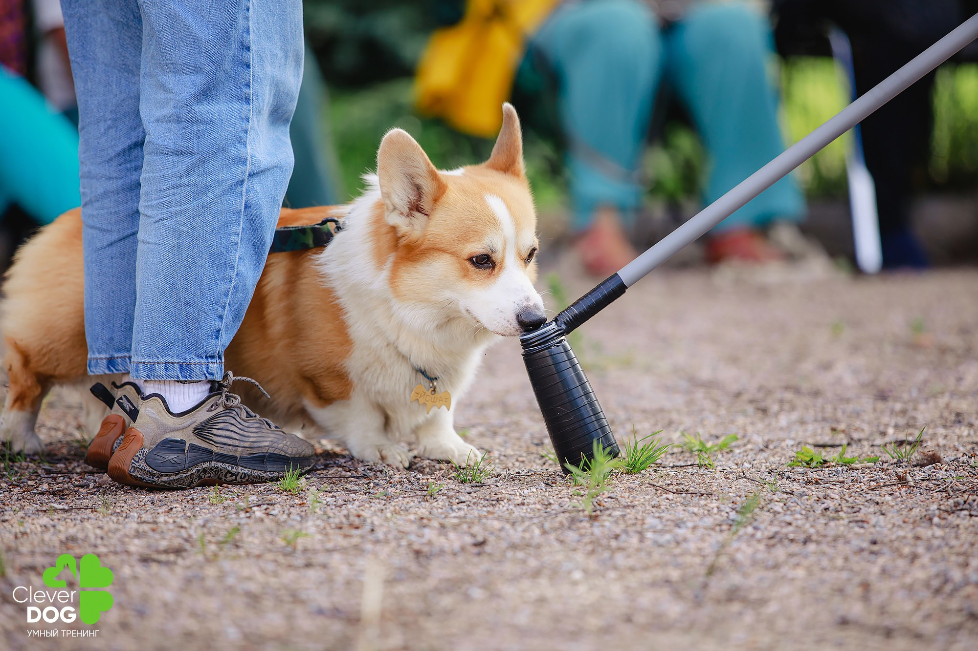 Семинар по поиску запаха с Иваном Ломовым, организатор CleverDog, СПб. Фотограф-анималист Mary Mart — Москва, Питер