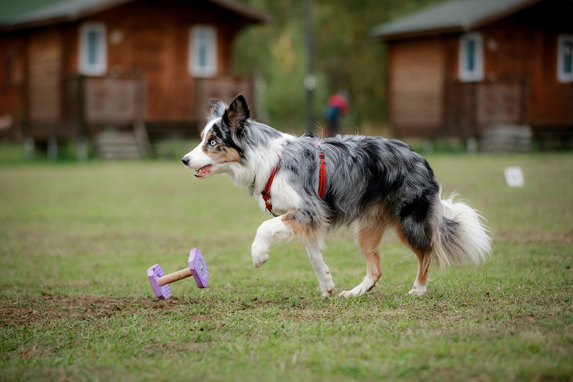 Лагерь по ОБД с Инной Баженовой. Фотограф-анималист Mary Mart — Москва, Питер