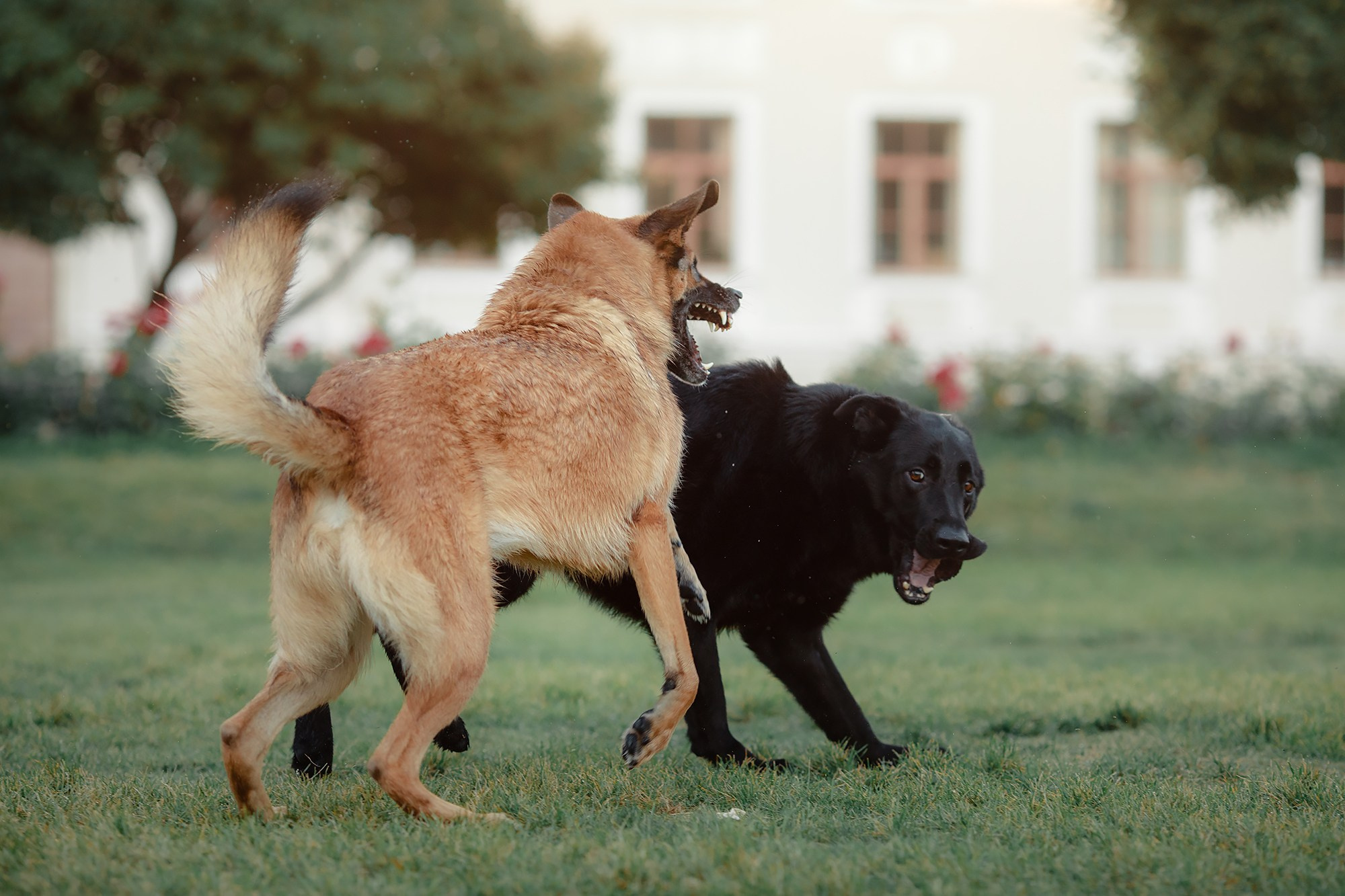 Алена, Кай и Мара. Фотограф-анималист Mary Mart — Москва, Питер