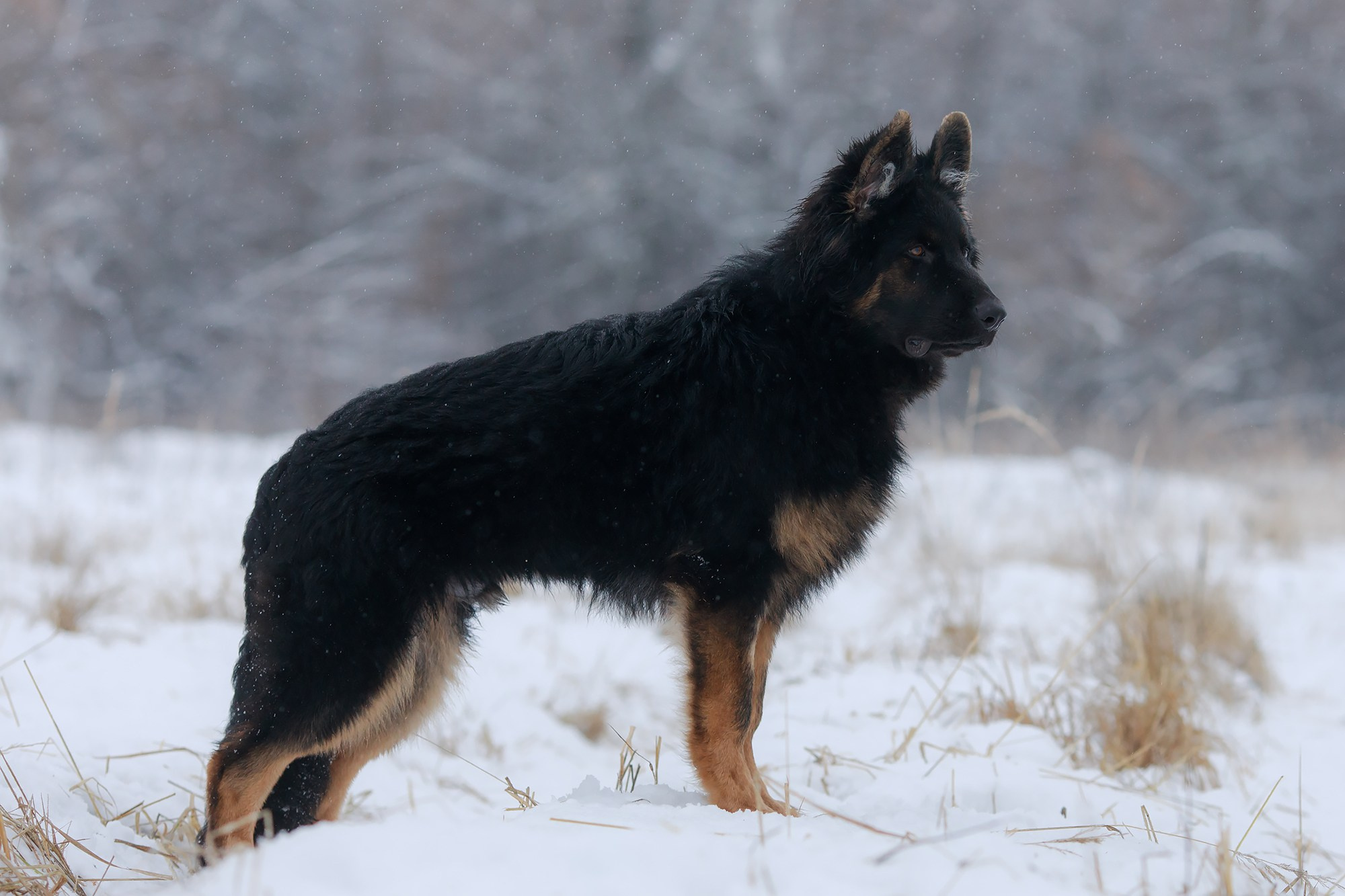 Зимние портреты. Фотограф-анималист Mary Mart — Москва, Питер