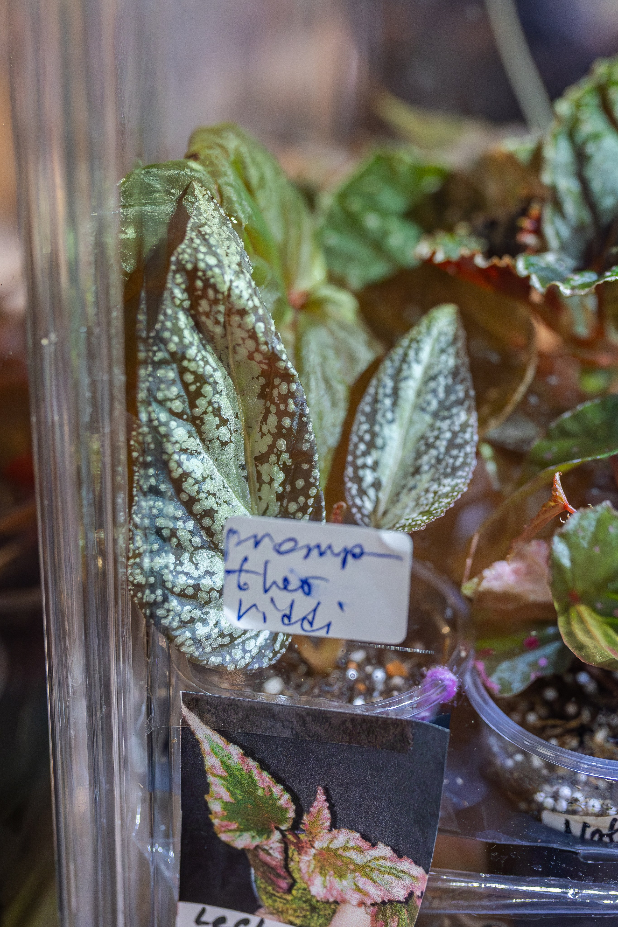 Монстериум апрель 2026. Александра Куликова фотограф, Москва