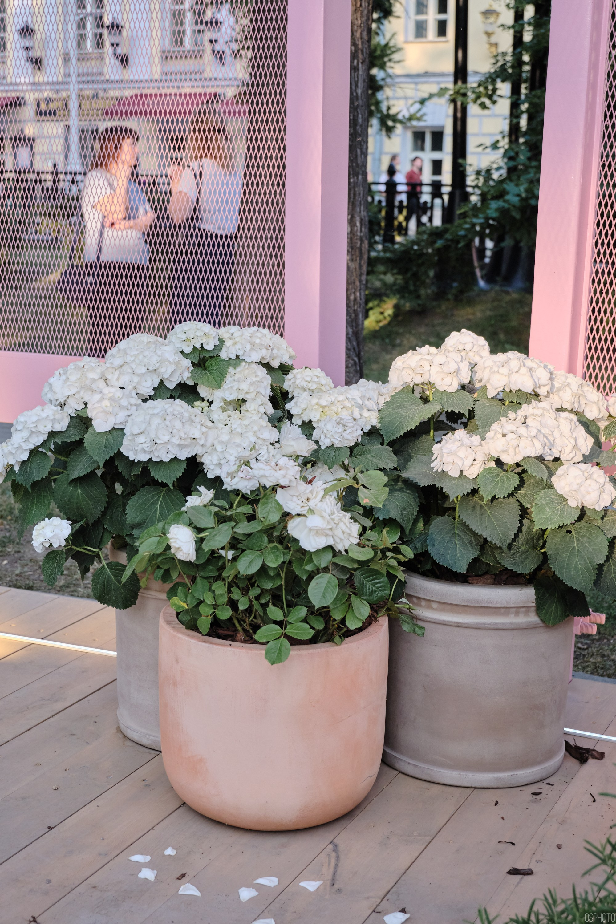 Бульвары для всех l Лето в Москве. Фотографъ Сергѣевъ. Поймать мгновеніе