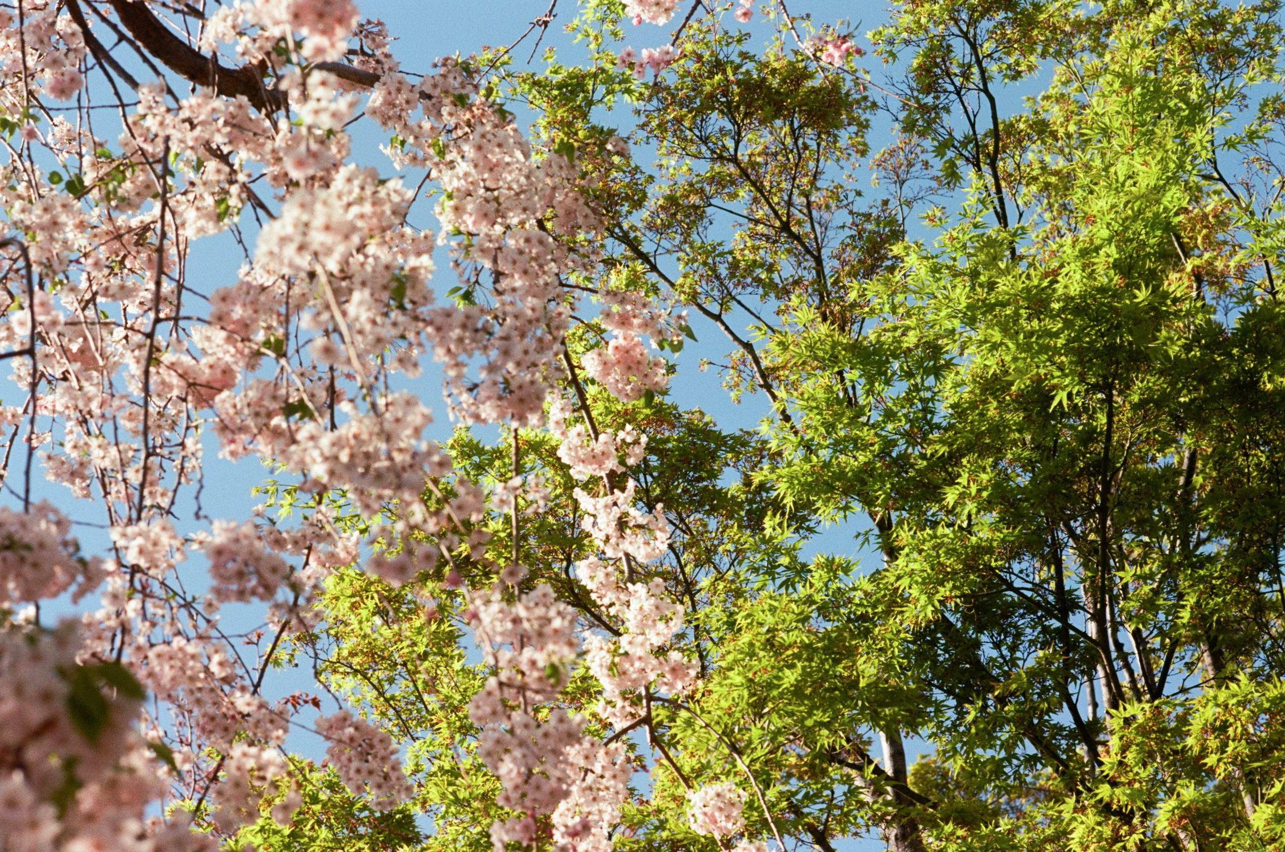 Sakura blues // ukraine, crimea VI. EVER EXPOSED