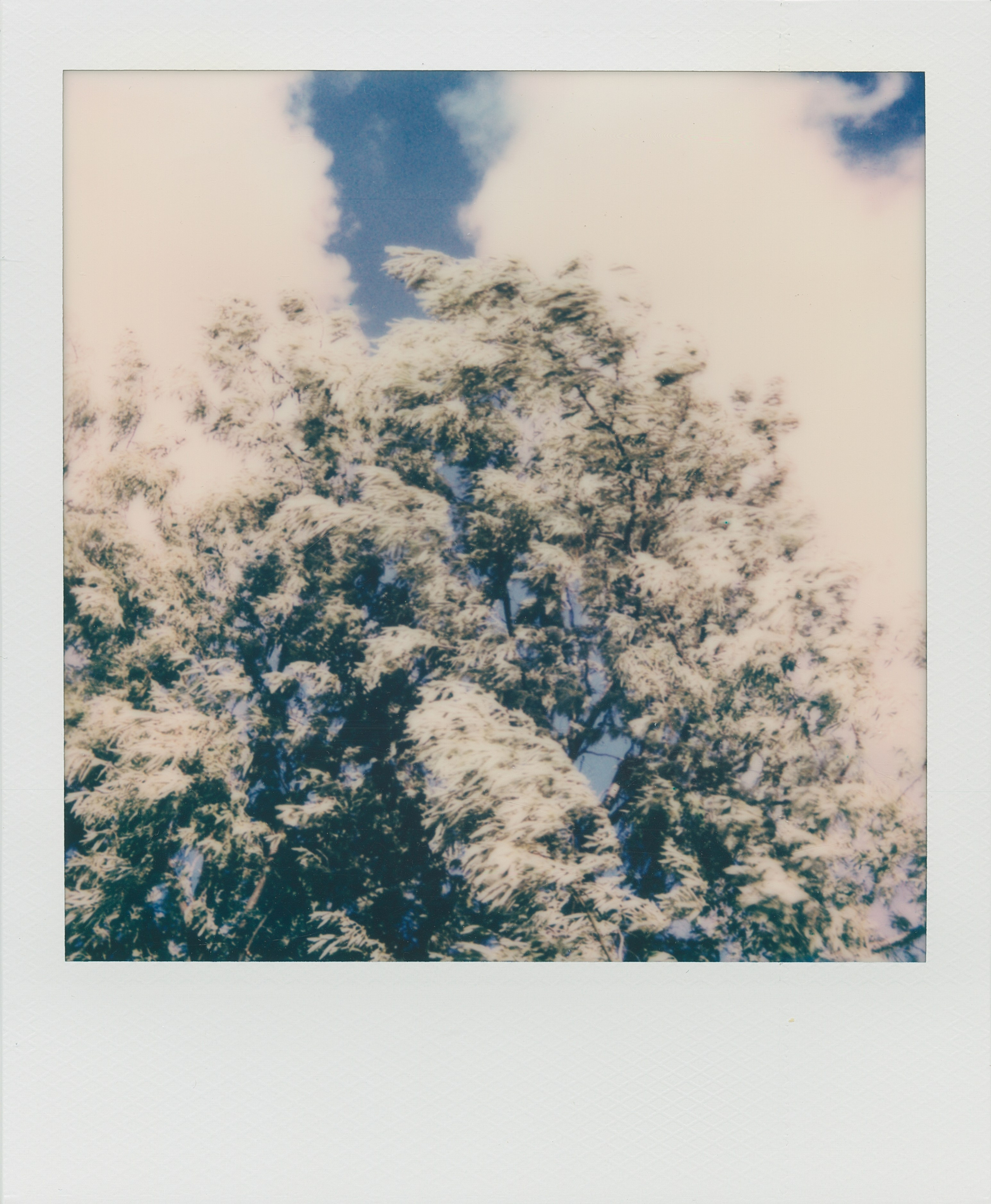 POLAROID. EVER EXPOSED