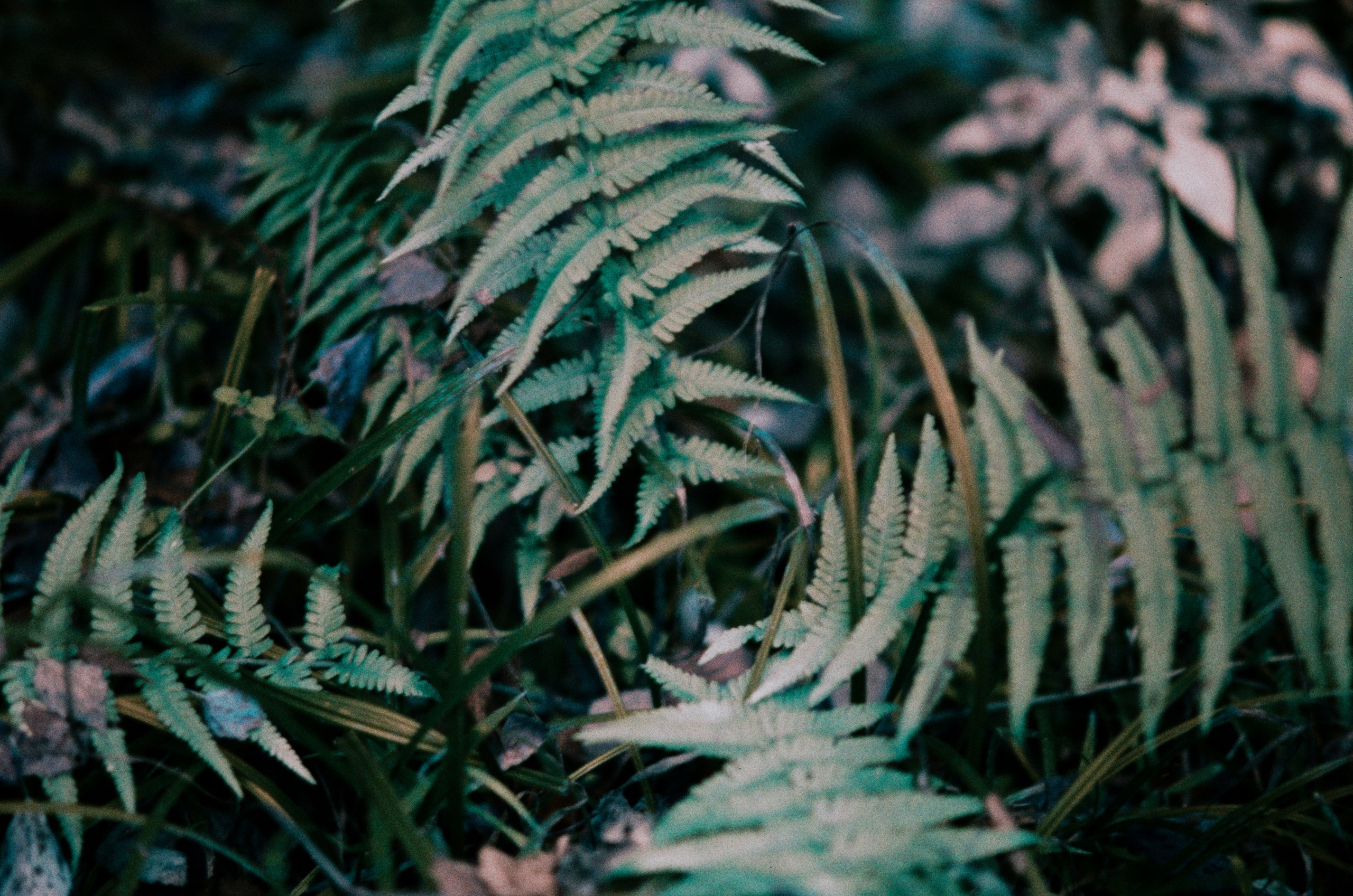 Post blue. EVER EXPOSED