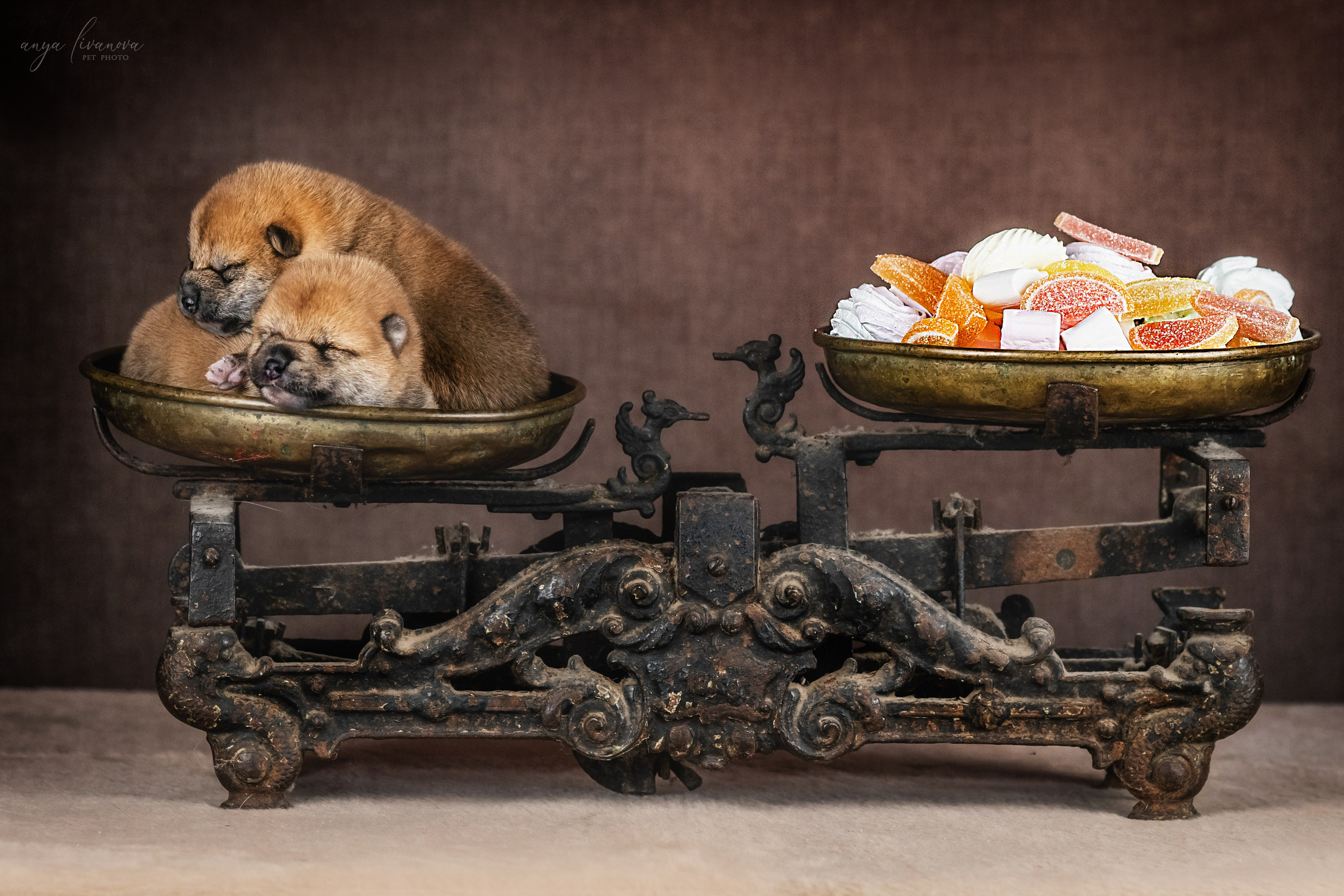 Сибы. Фотограф анималист Аня Ливанова | Рыбинск