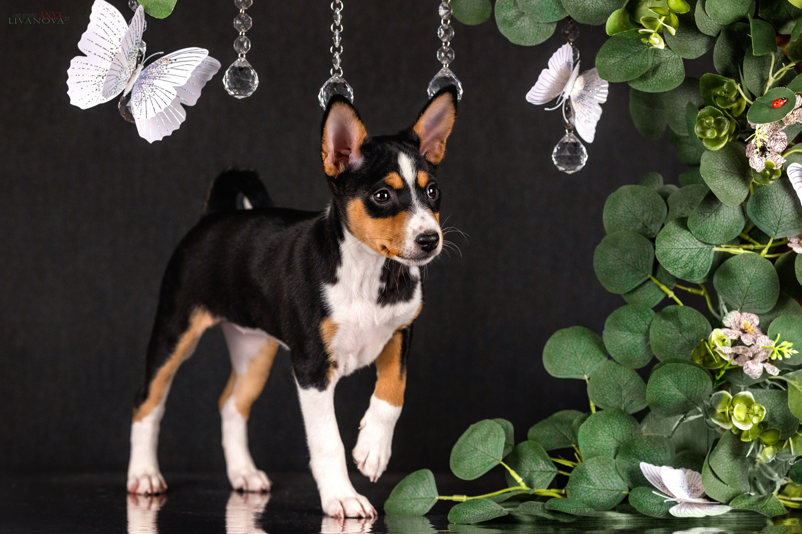 Басенджи. Фотограф анималист Аня Ливанова | Рыбинск