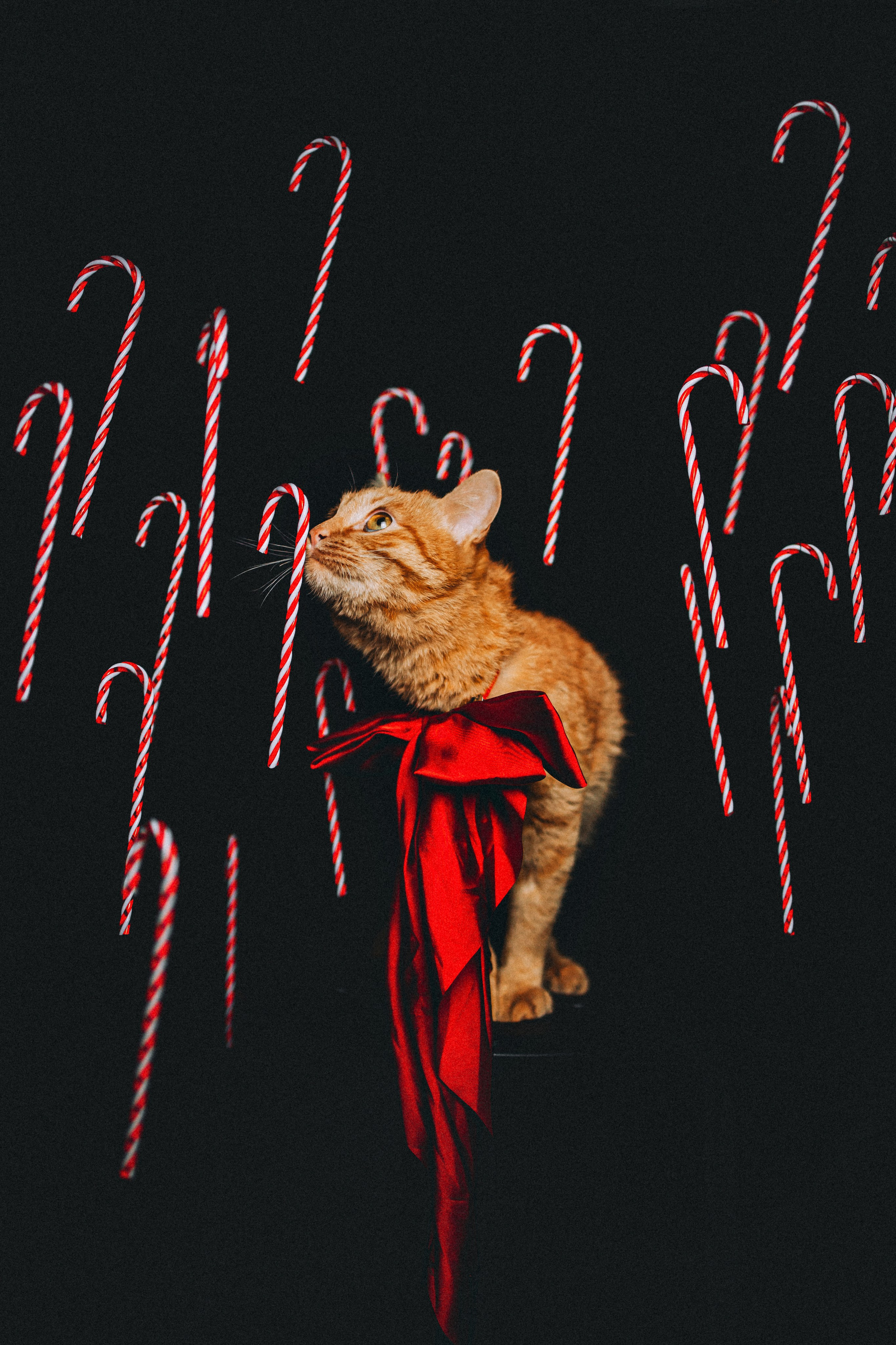 Джек, Бет и Кову