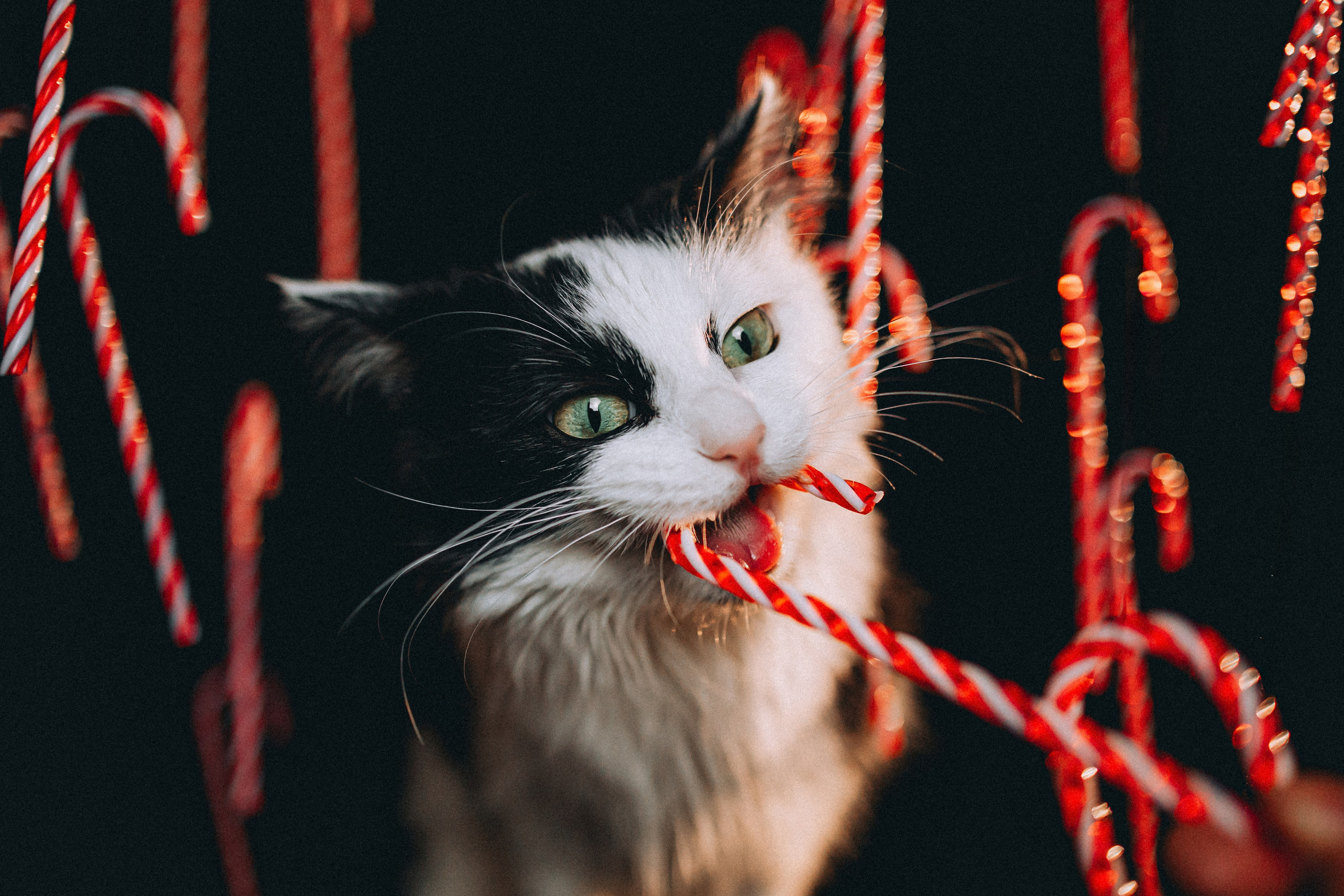 Джек, Бет и Кову