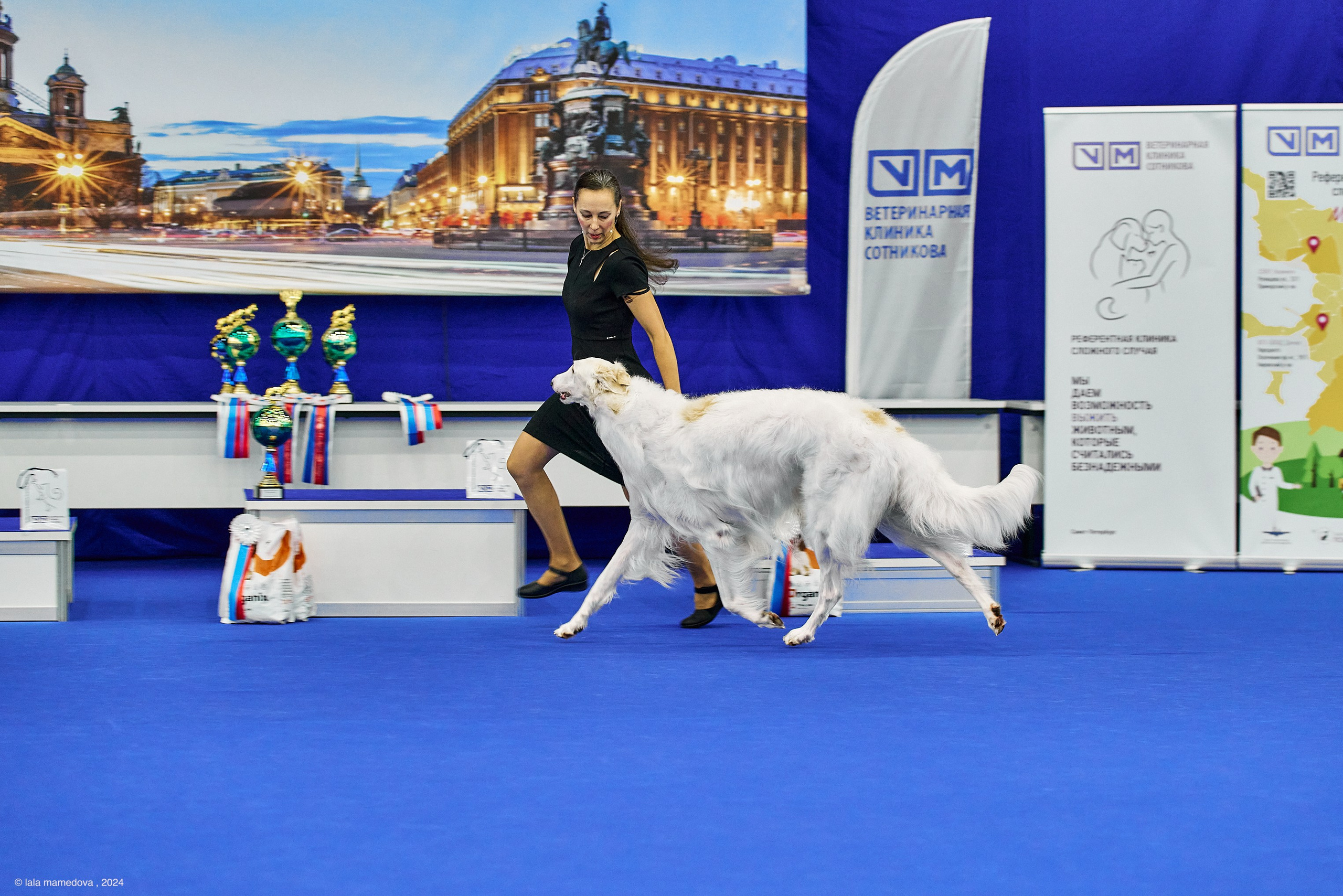 РЕЙТИНГОВАЯ ВЫСТАВКА СОБАК ВСЕХ ПОРОД С ОСОБЫМ СТАТУСОМ"НЕВСКИЙ ПОБЕДИТЕЛЬ-2024-2"
