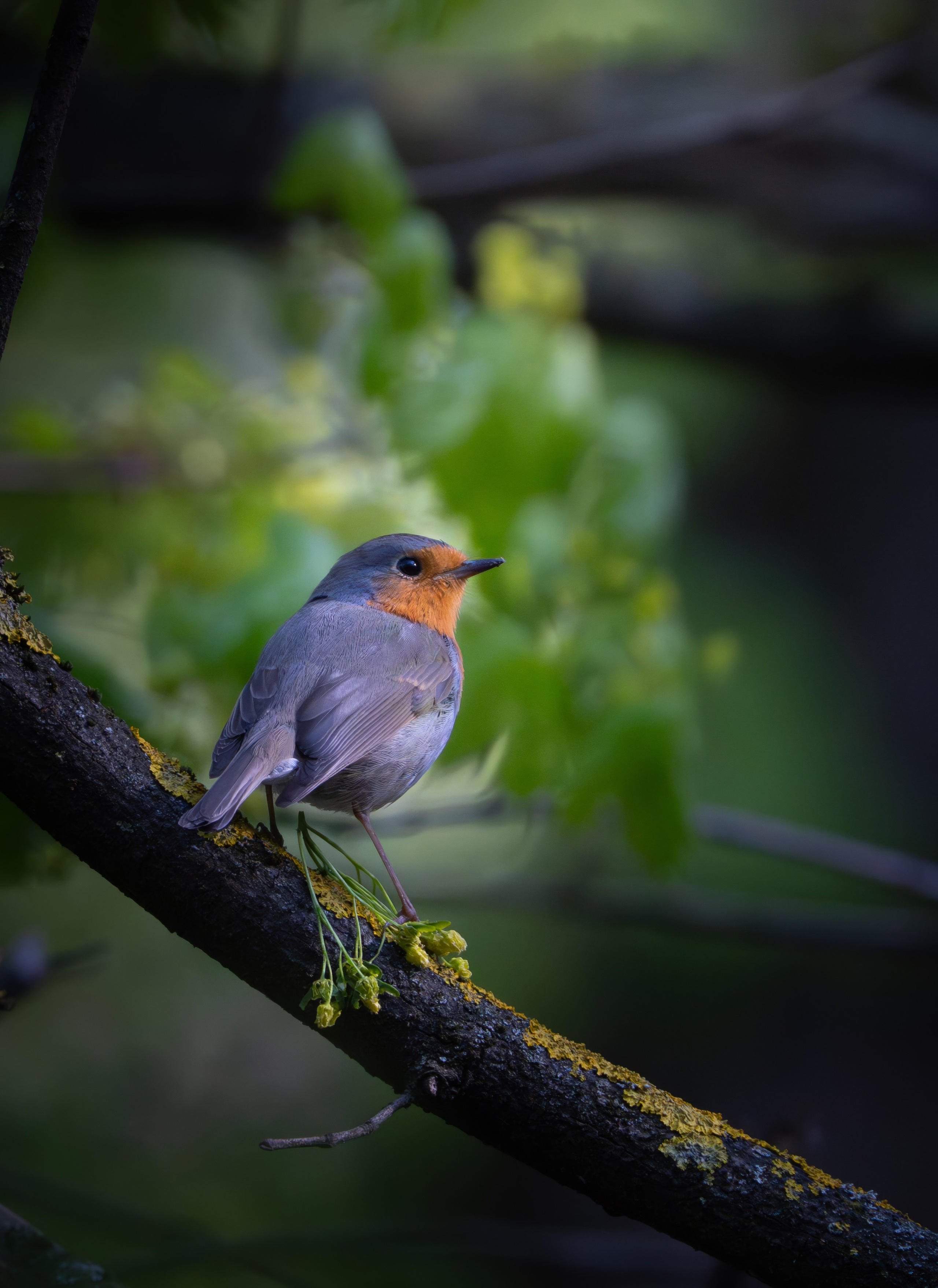 Птицы и животные. Oles Paritskiy
