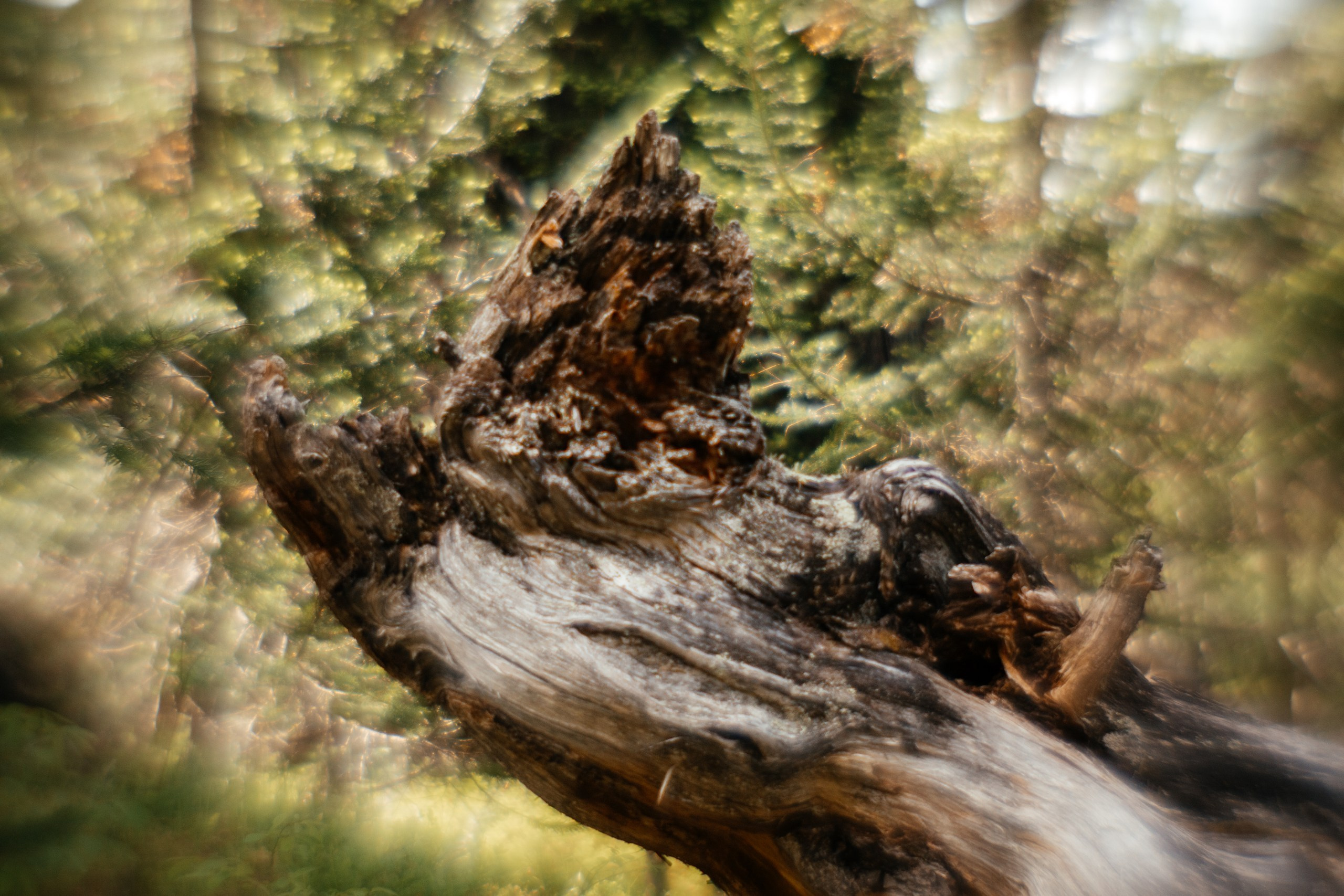 Ловец снов. Фотограф в Красноярске Оксана Корчагина