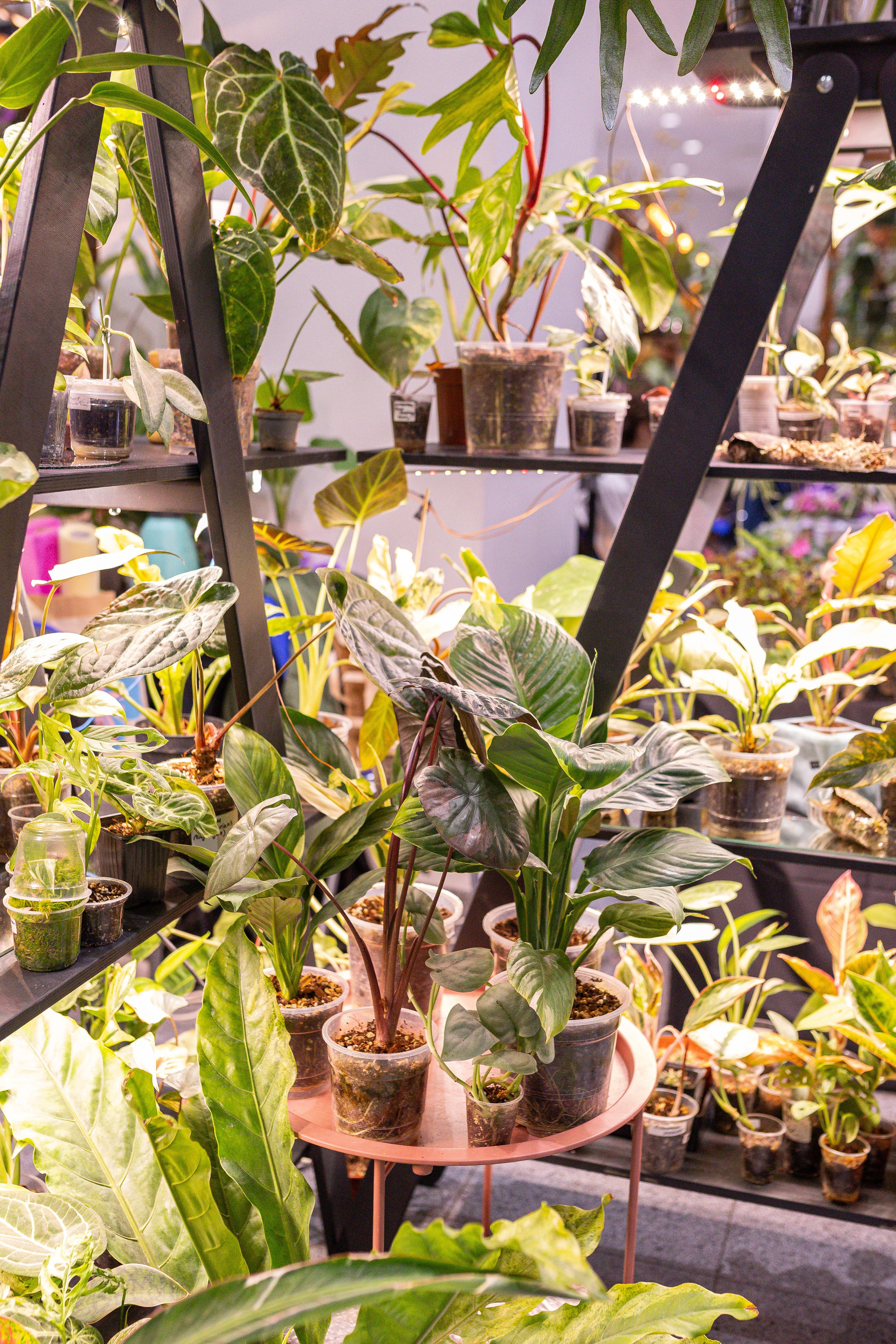 Монстериум 11–12 октября. Александра Куликова фотограф, Москва