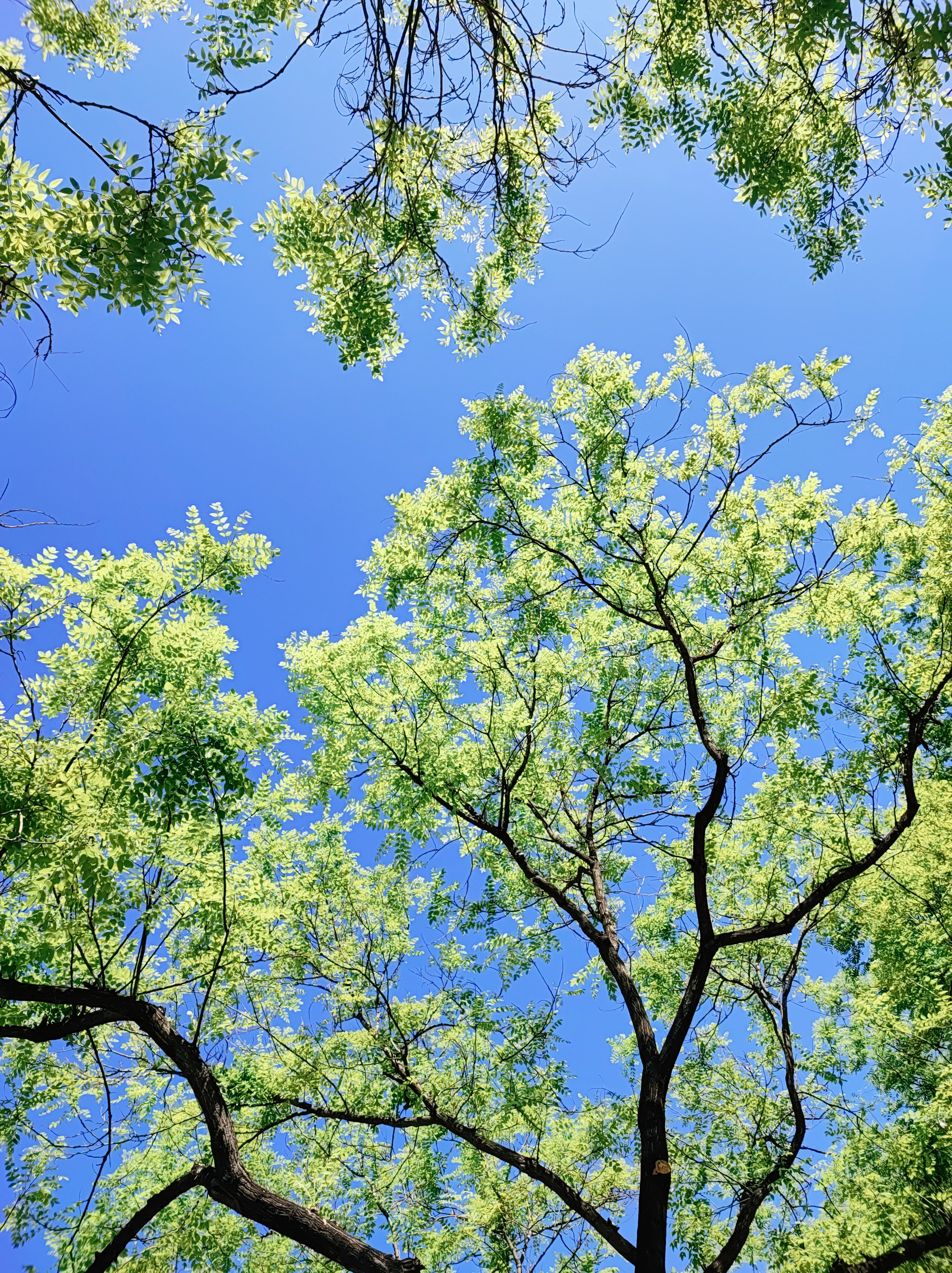 Намобилкус китайский. Репортажный фотограф Алексей Пирязев