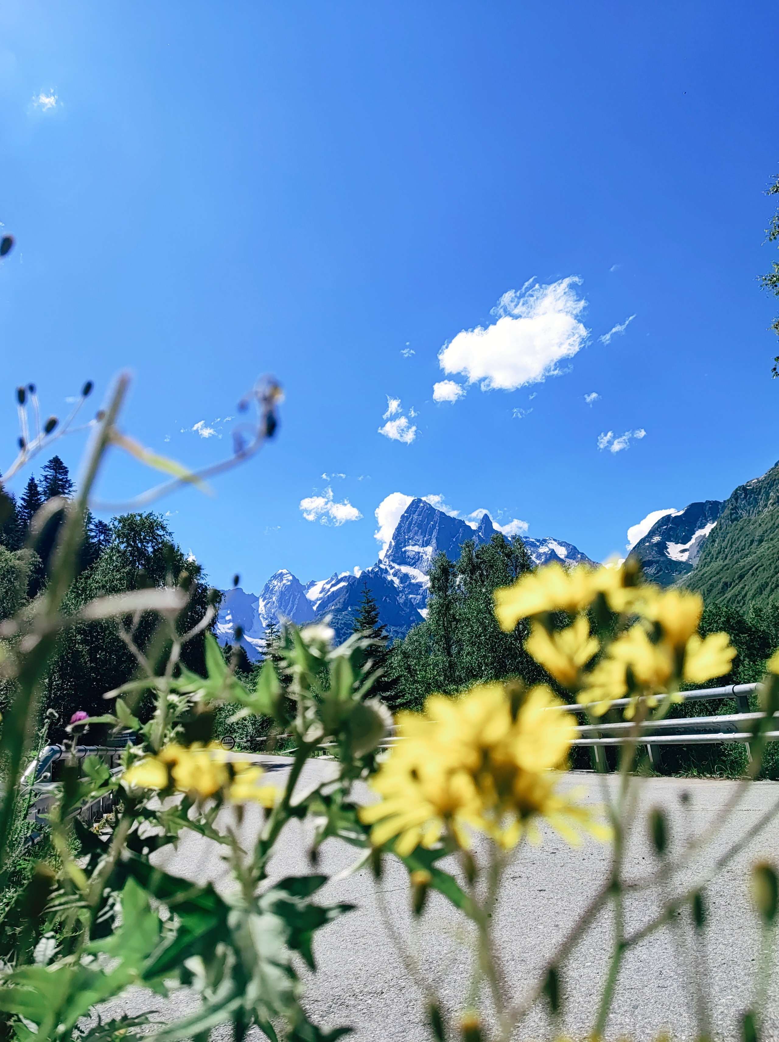 Намобилкус кавказский. Репортажный фотограф Алексей Пирязев