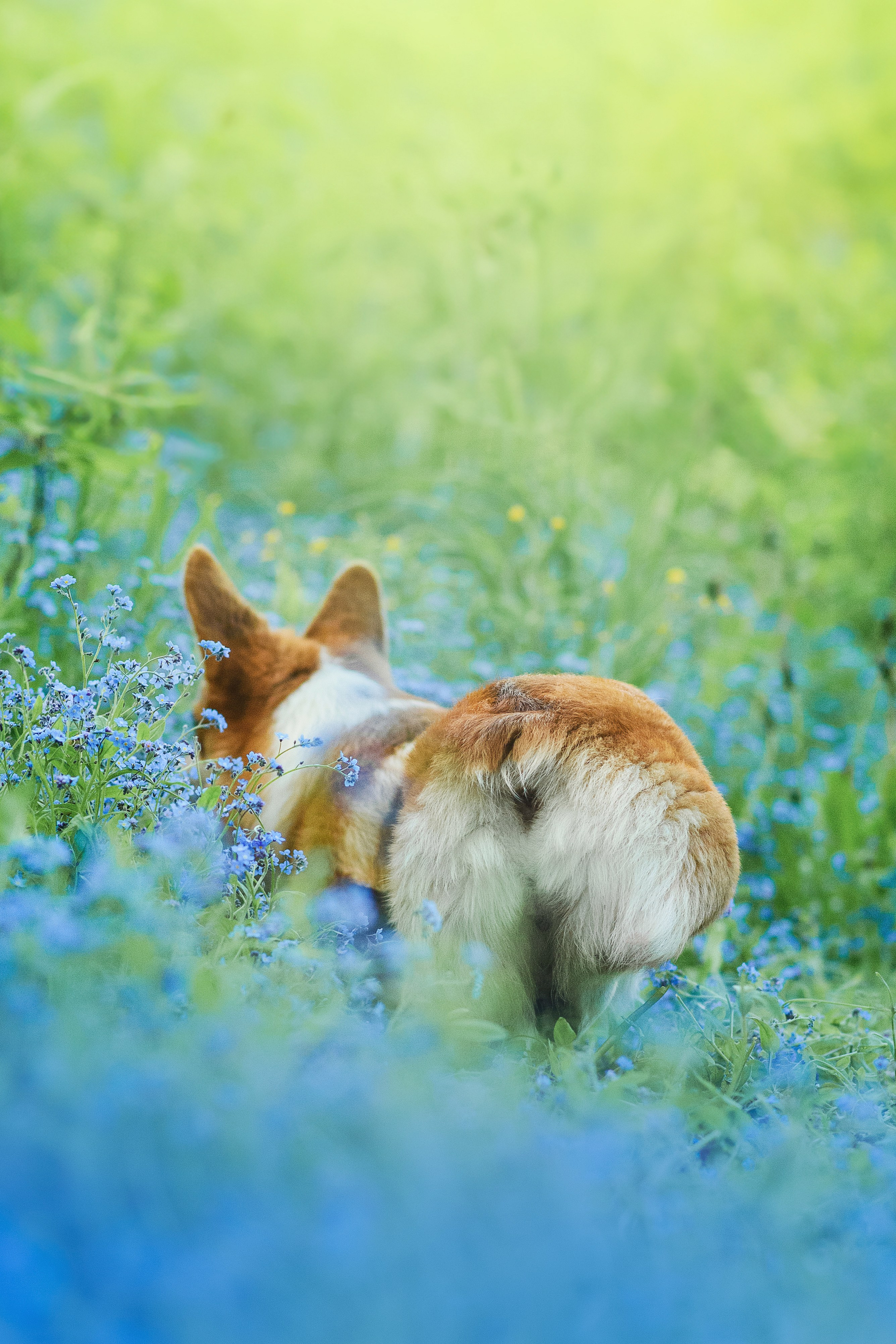 Синнабон — 25.05.2024. Фотограф — Анималист | Анна Абрамова