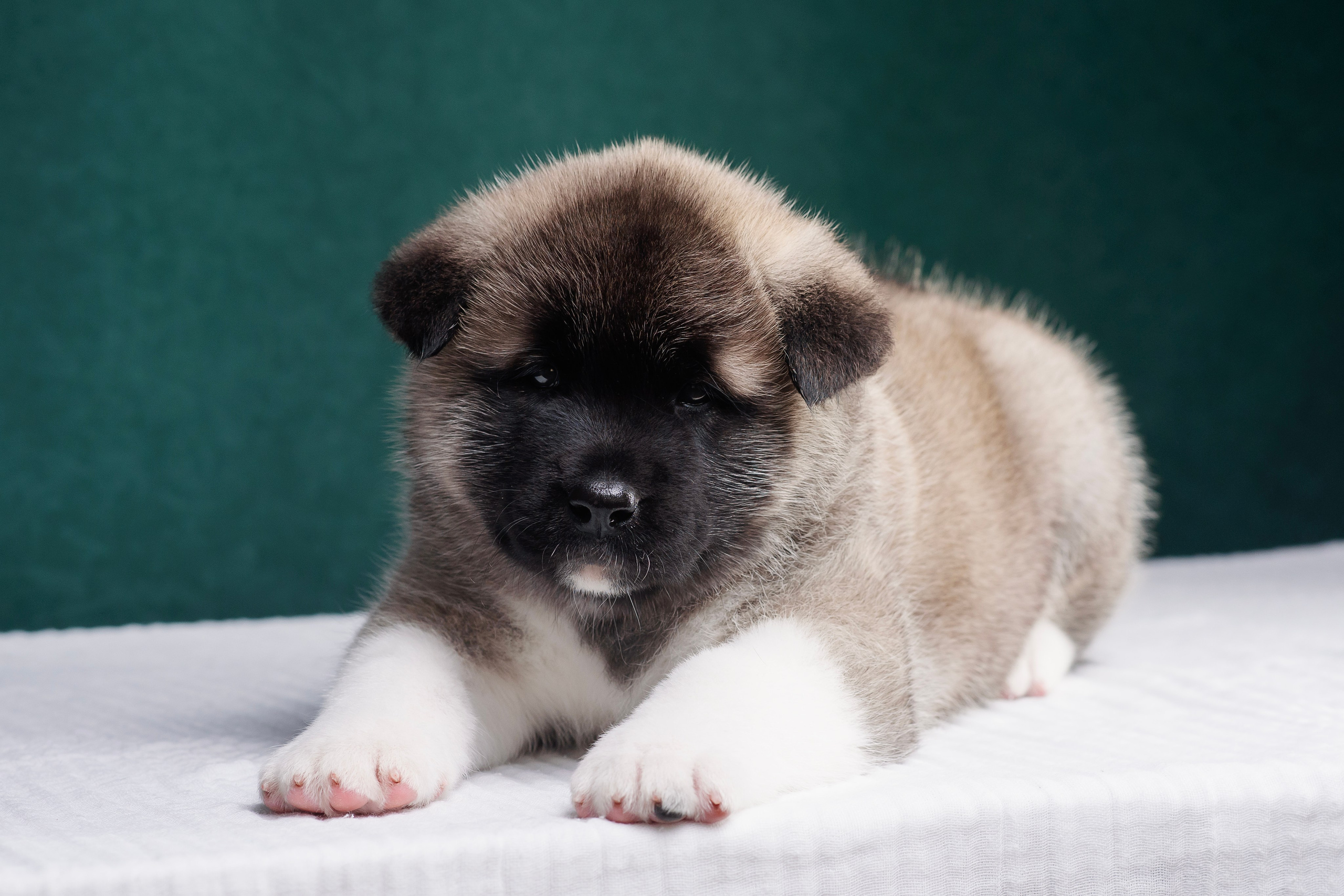 Щенки Американской Акиты. Фотограф — Анималист | Анна Абрамова